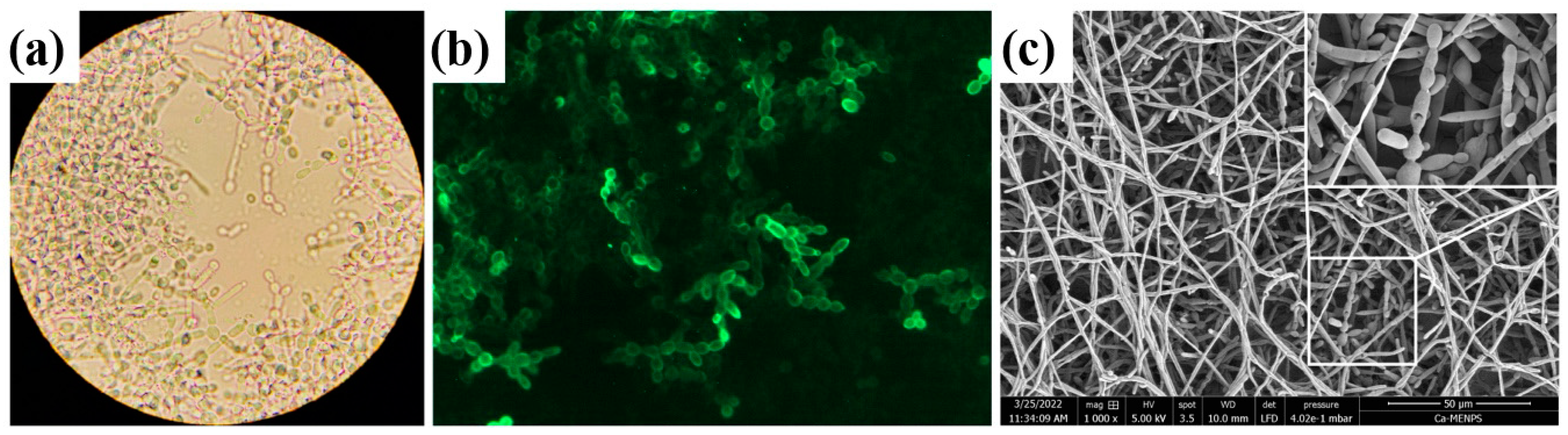 Bioengineering 11 00333 g002