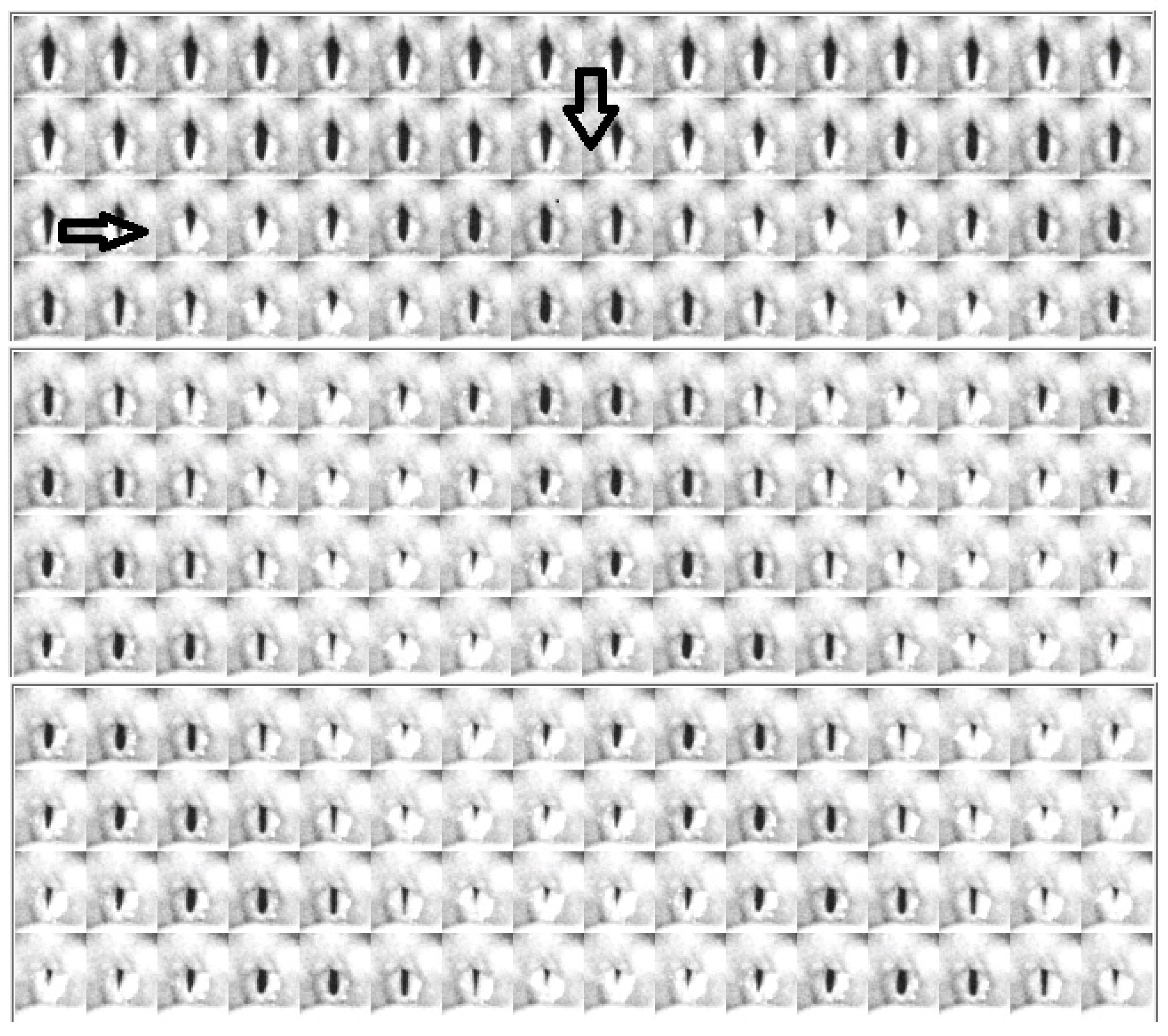 Bioengineering 11 00334 g006