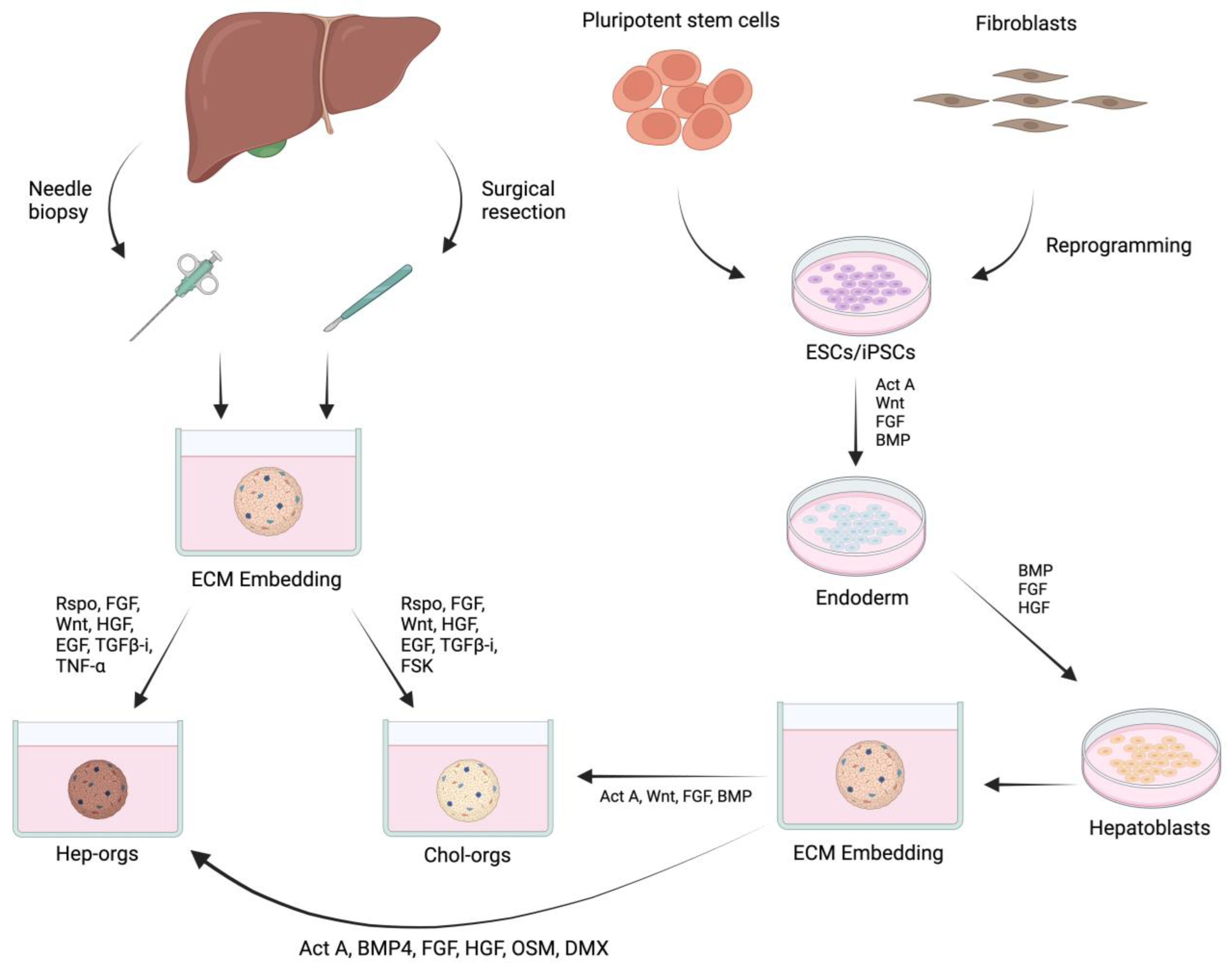 Bioengineering 11 00346 g002