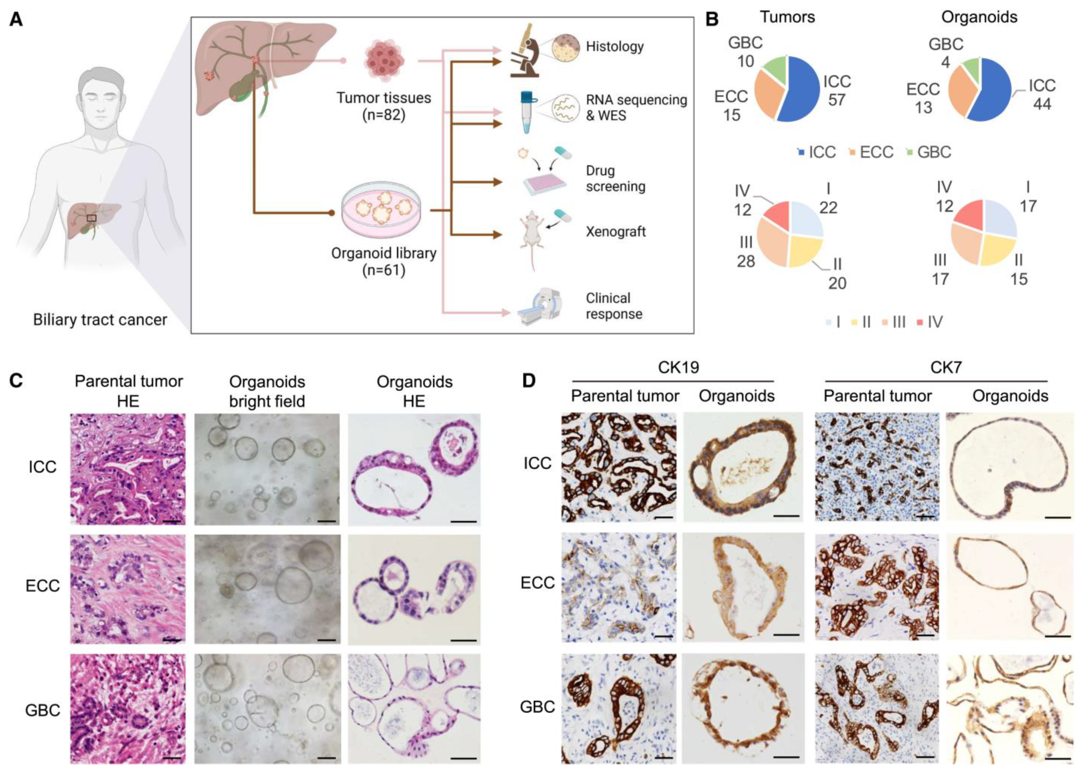 Bioengineering 11 00346 g004