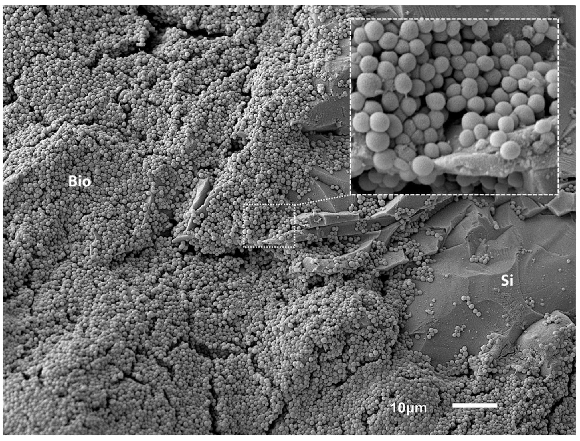 Bioengineering 11 00350 g001