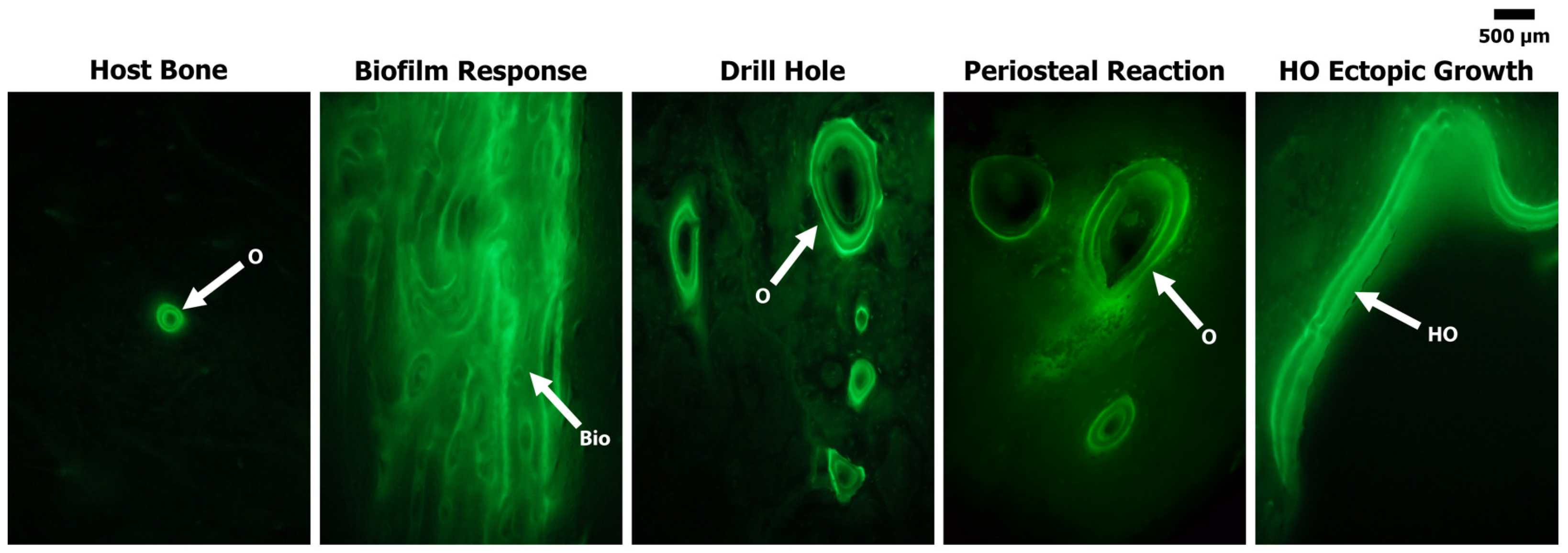 Bioengineering 11 00350 g006