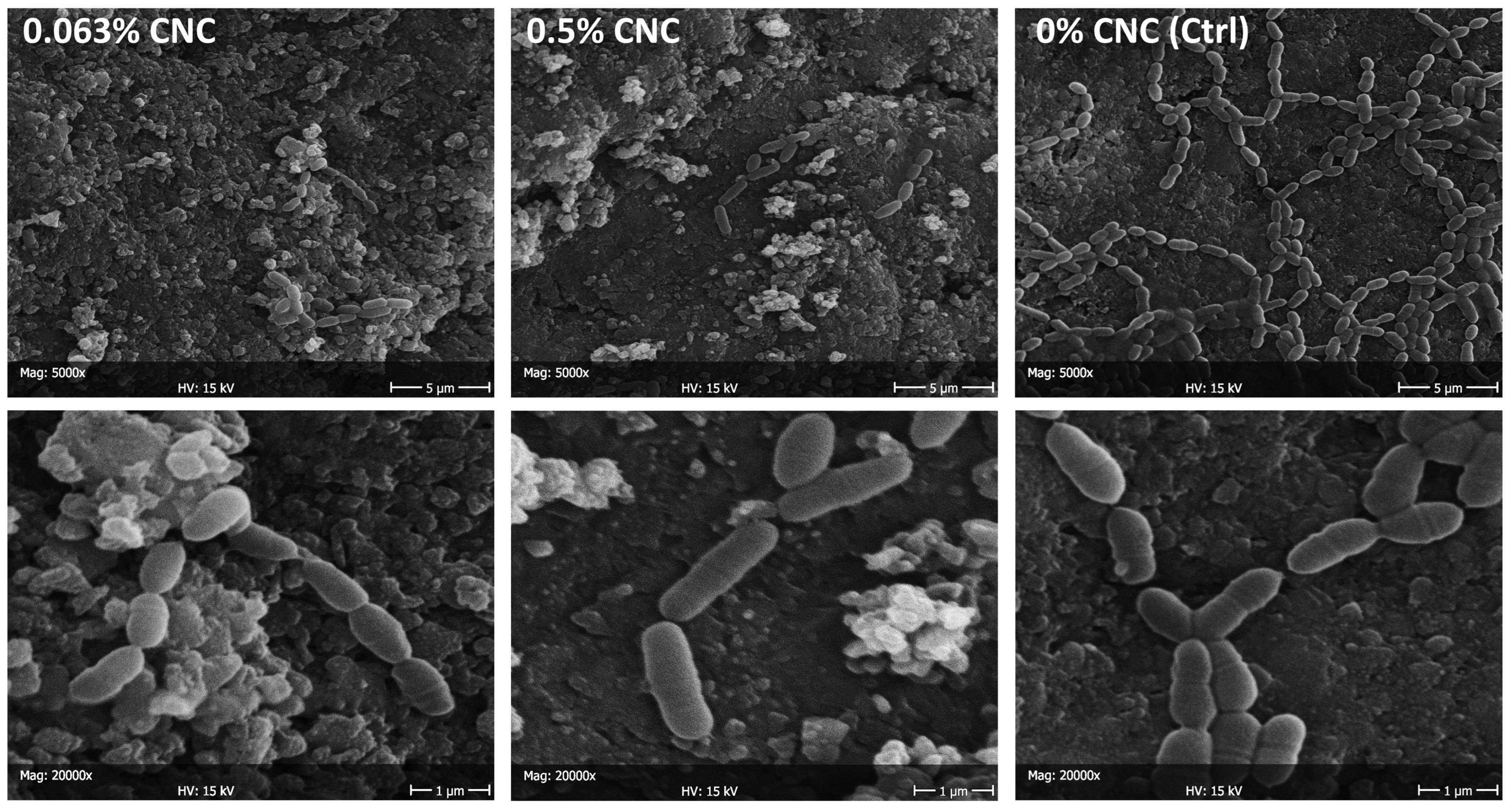 Bioengineering 11 00355 g006
