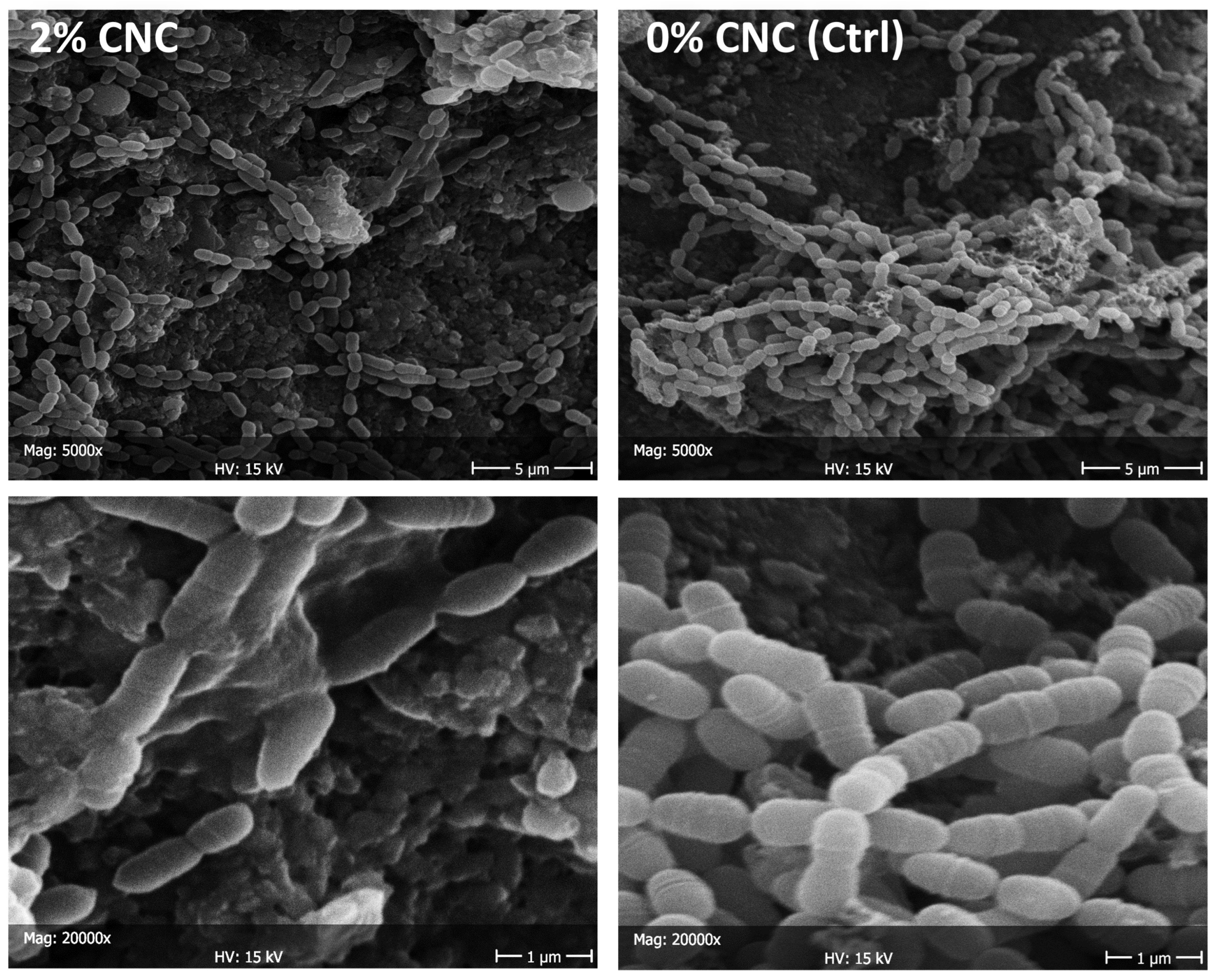 Bioengineering 11 00355 g007