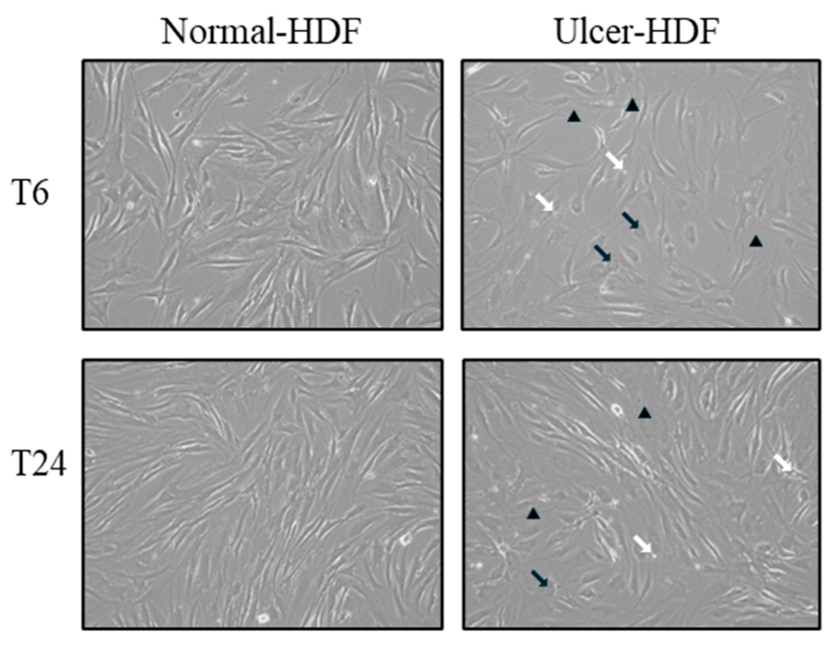 Bioengineering 11 00357 g001 Bioengineering 11 00357 g001
