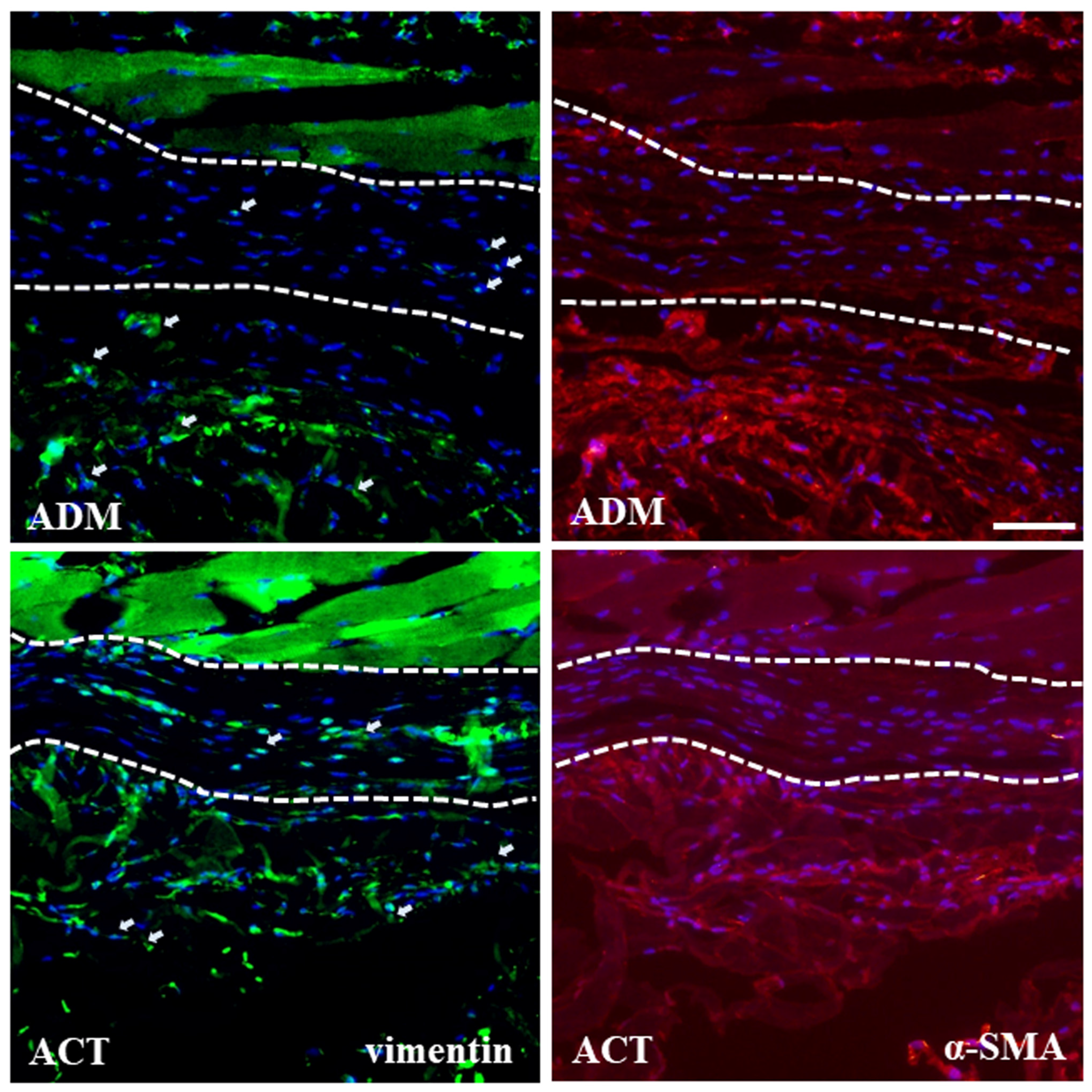 Bioengineering 11 00359 g006