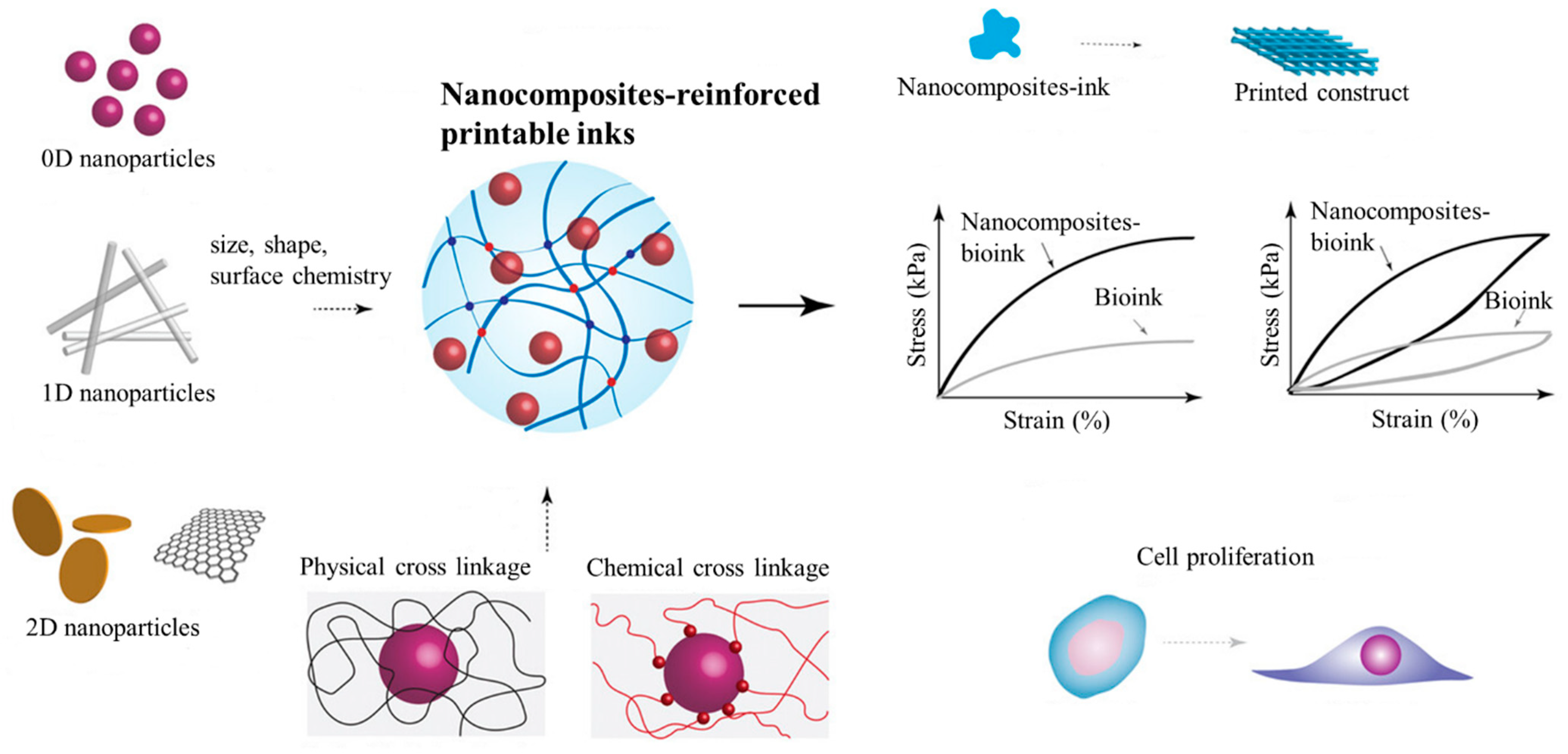 Bioengineering 11 00363 g004