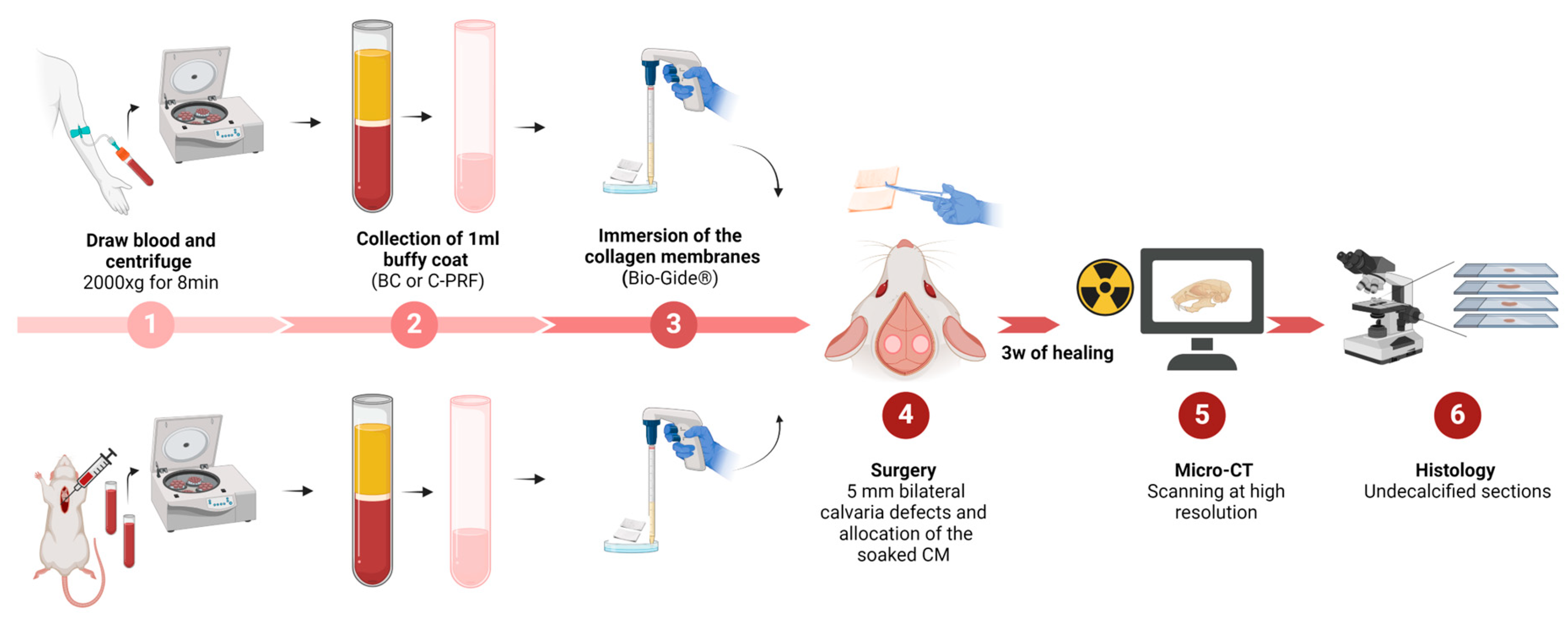 Bioengineering 11 00414 g001