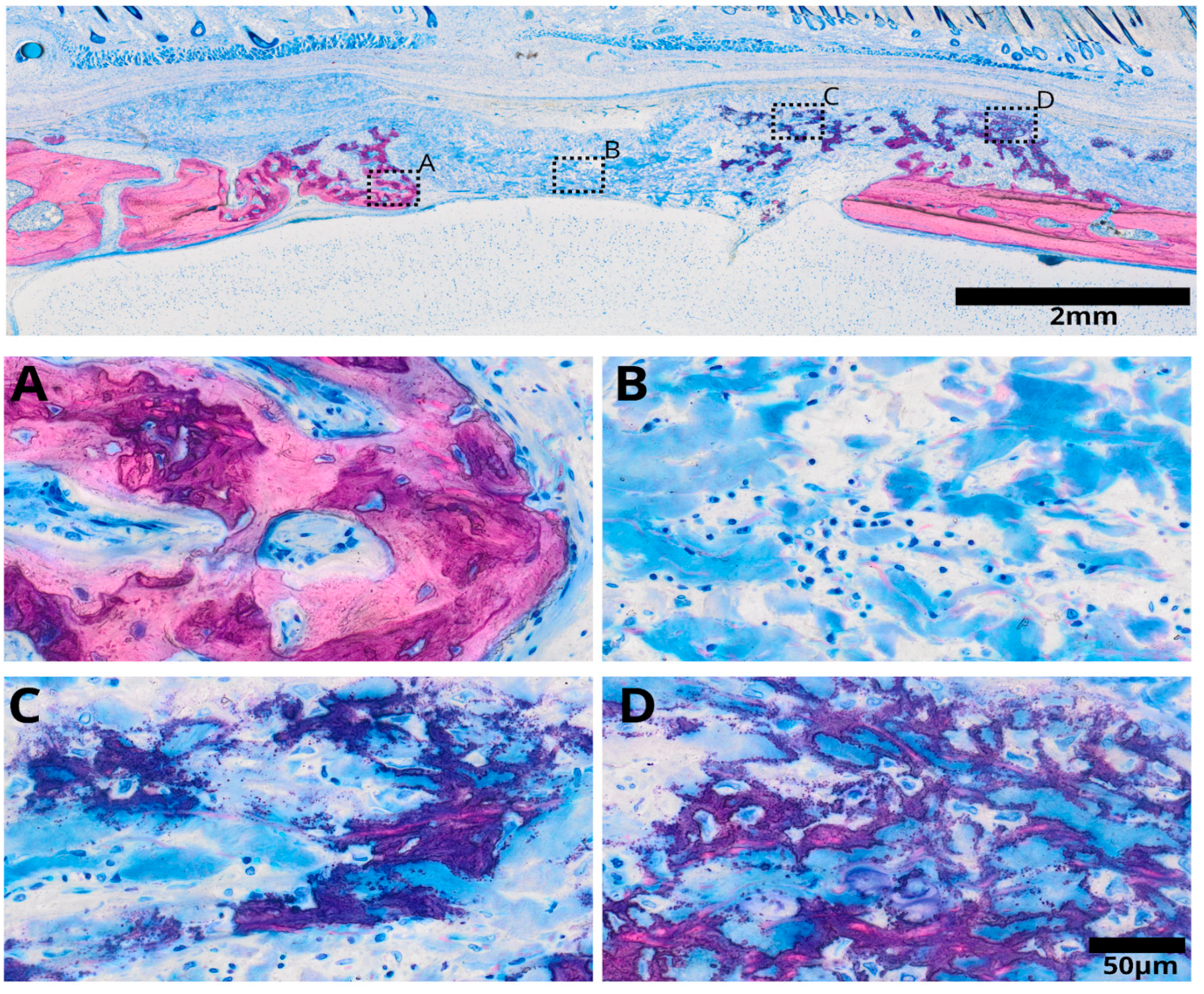 Bioengineering 11 00414 g003