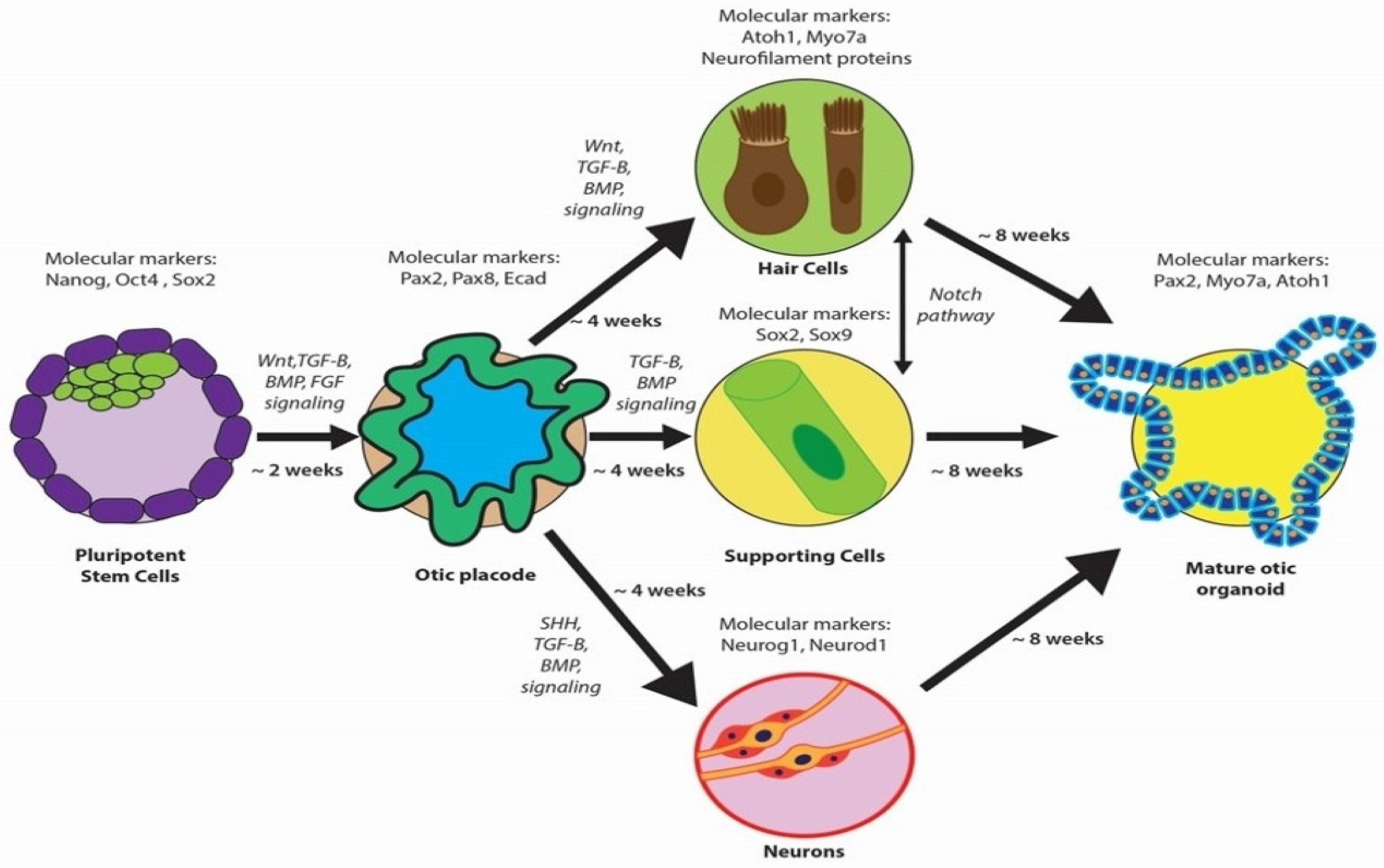 Bioengineering 11 00425 g003