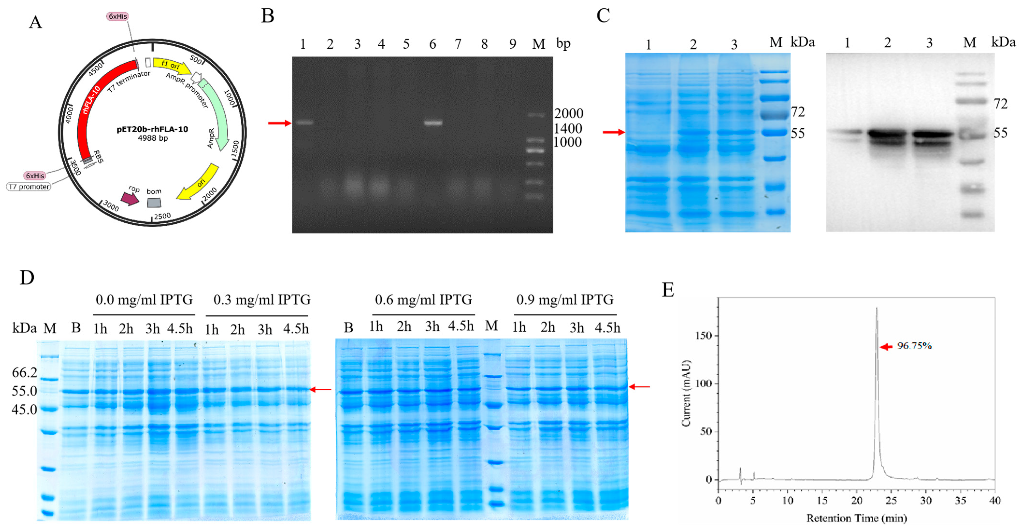Bioengineering 11 00426 g001
