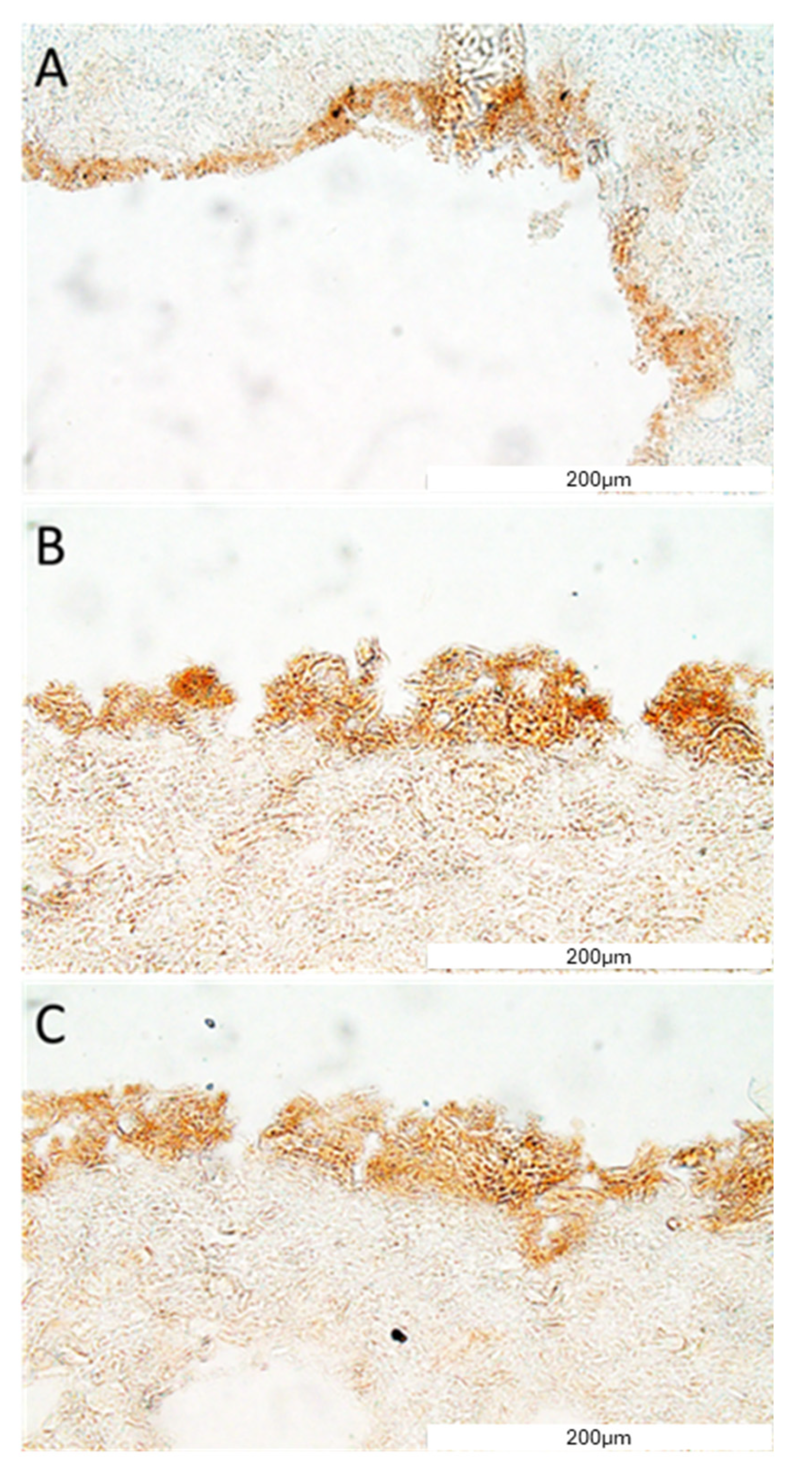 Bioengineering 11 00439 g009