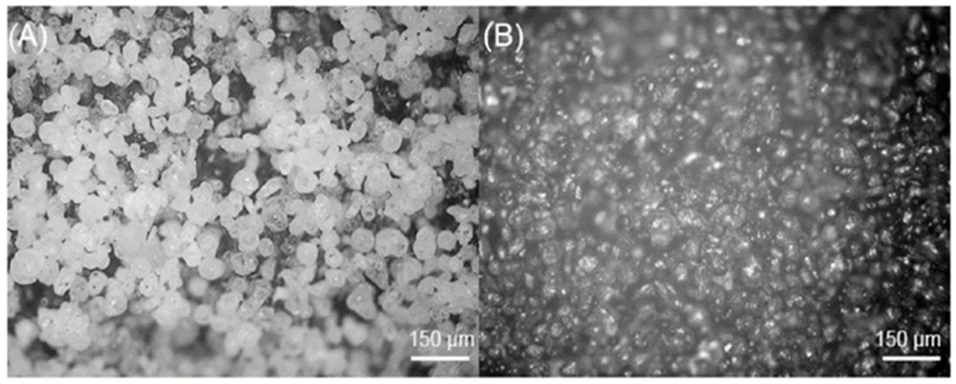 Bioengineering 11 00442 g002