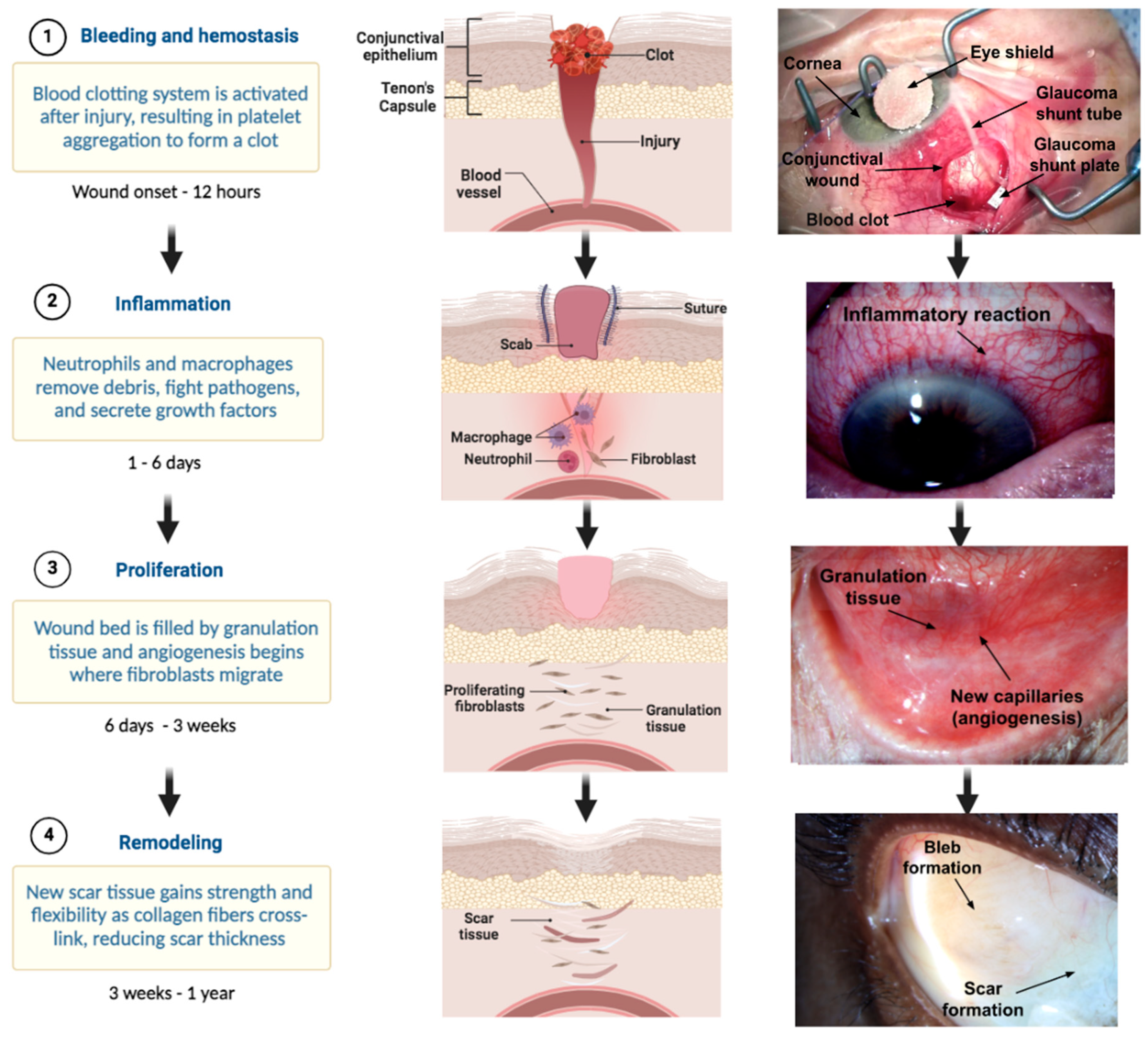 Bioengineering 11 00446 g003 Bioengineering 11 00446 g003