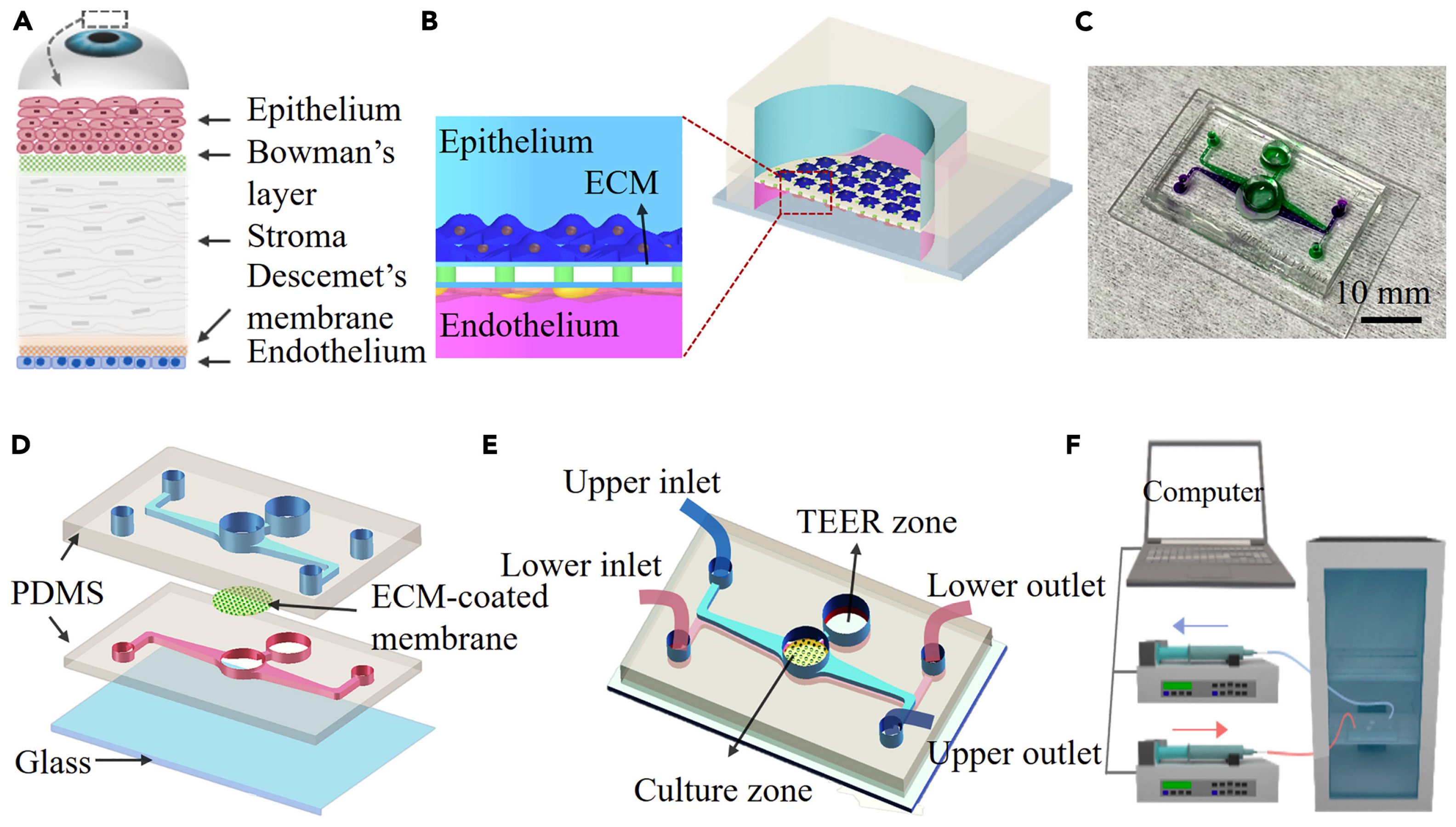 Bioengineering 11 00476 g007