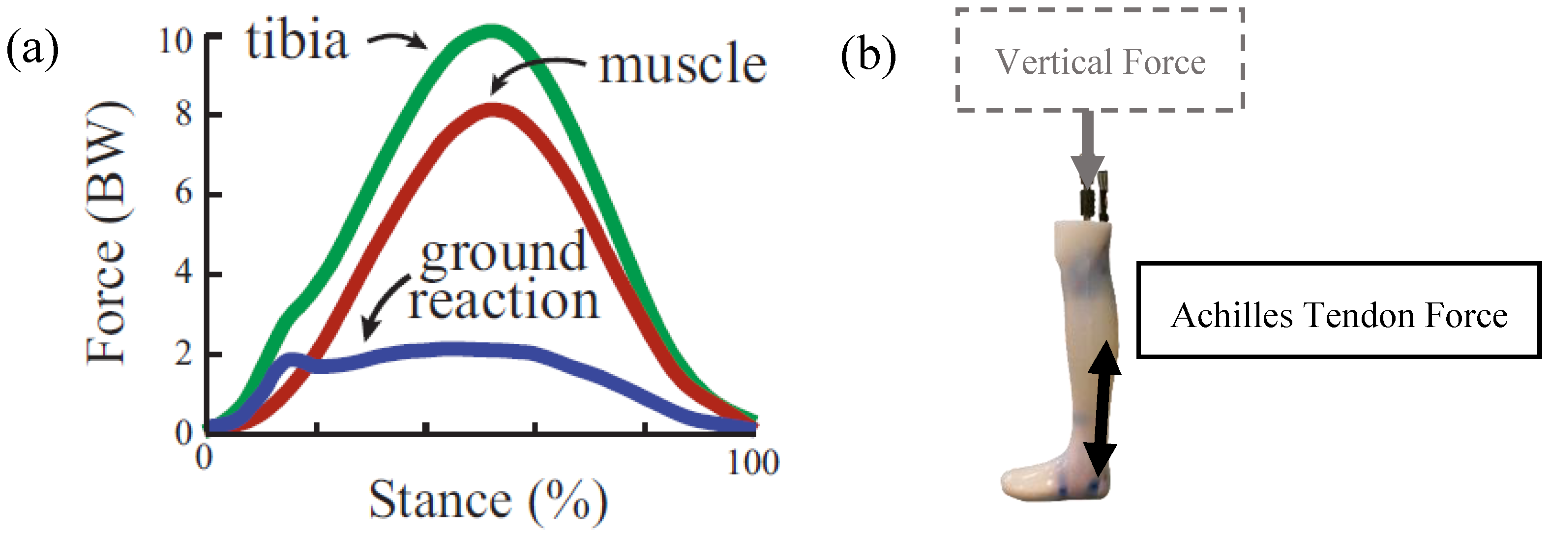 Bioengineering 11 00490 g001