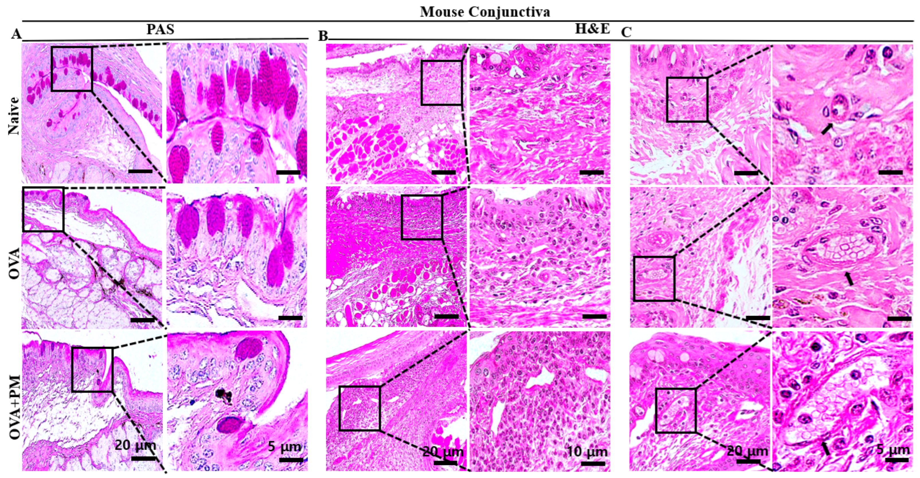 Bioengineering 11 00498 g002a