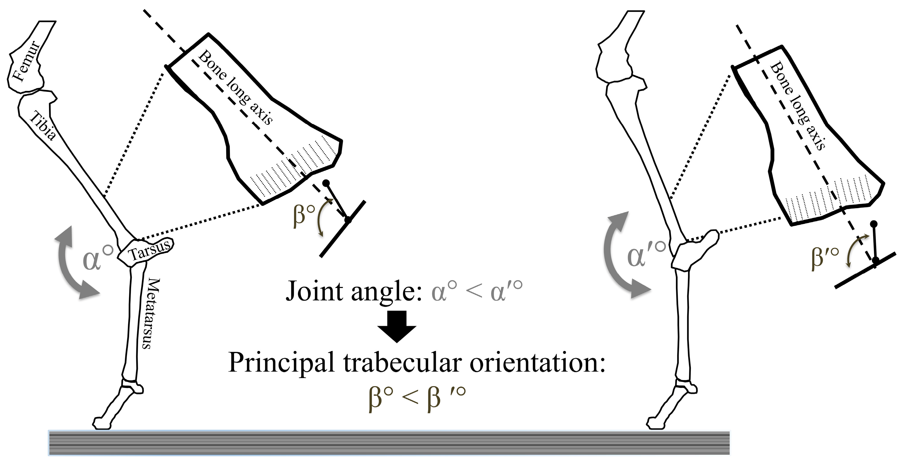 Bioengineering 11 00514 g001