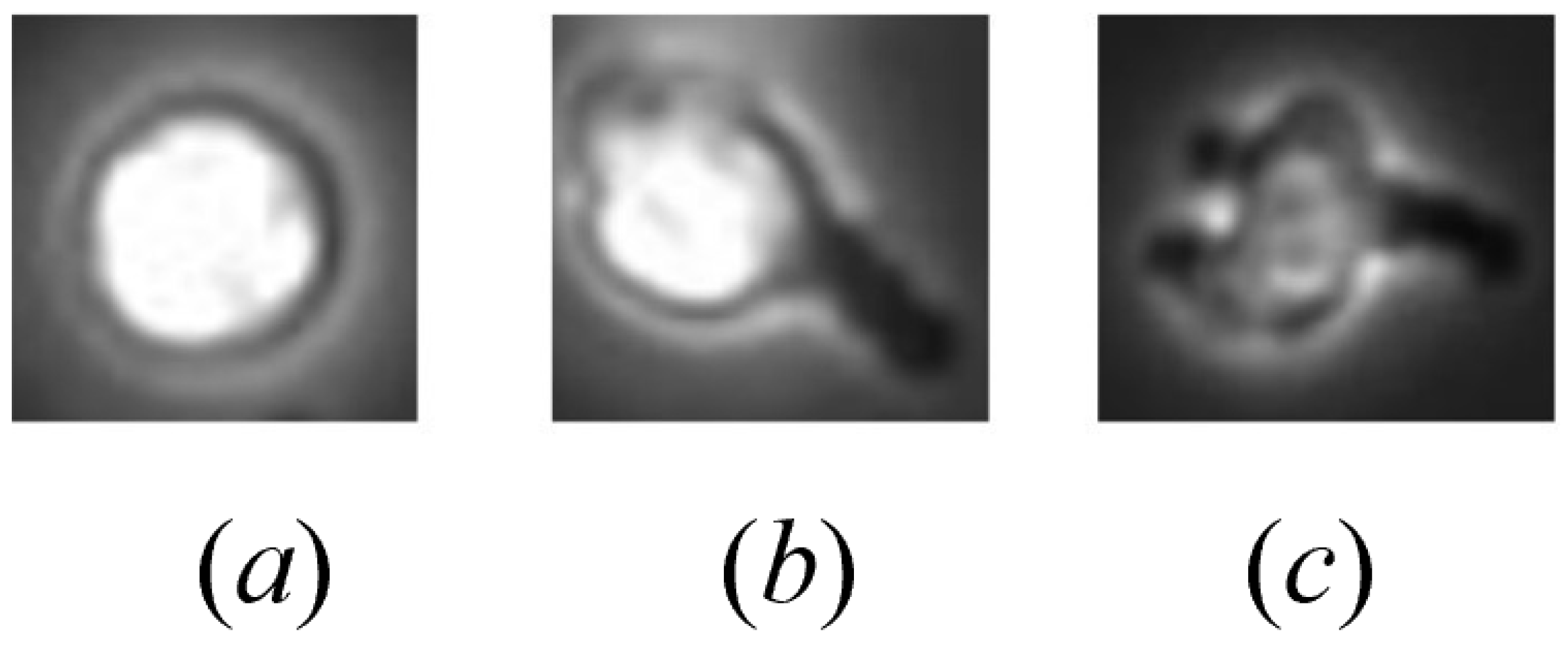 Bioengineering 11 00540 g001