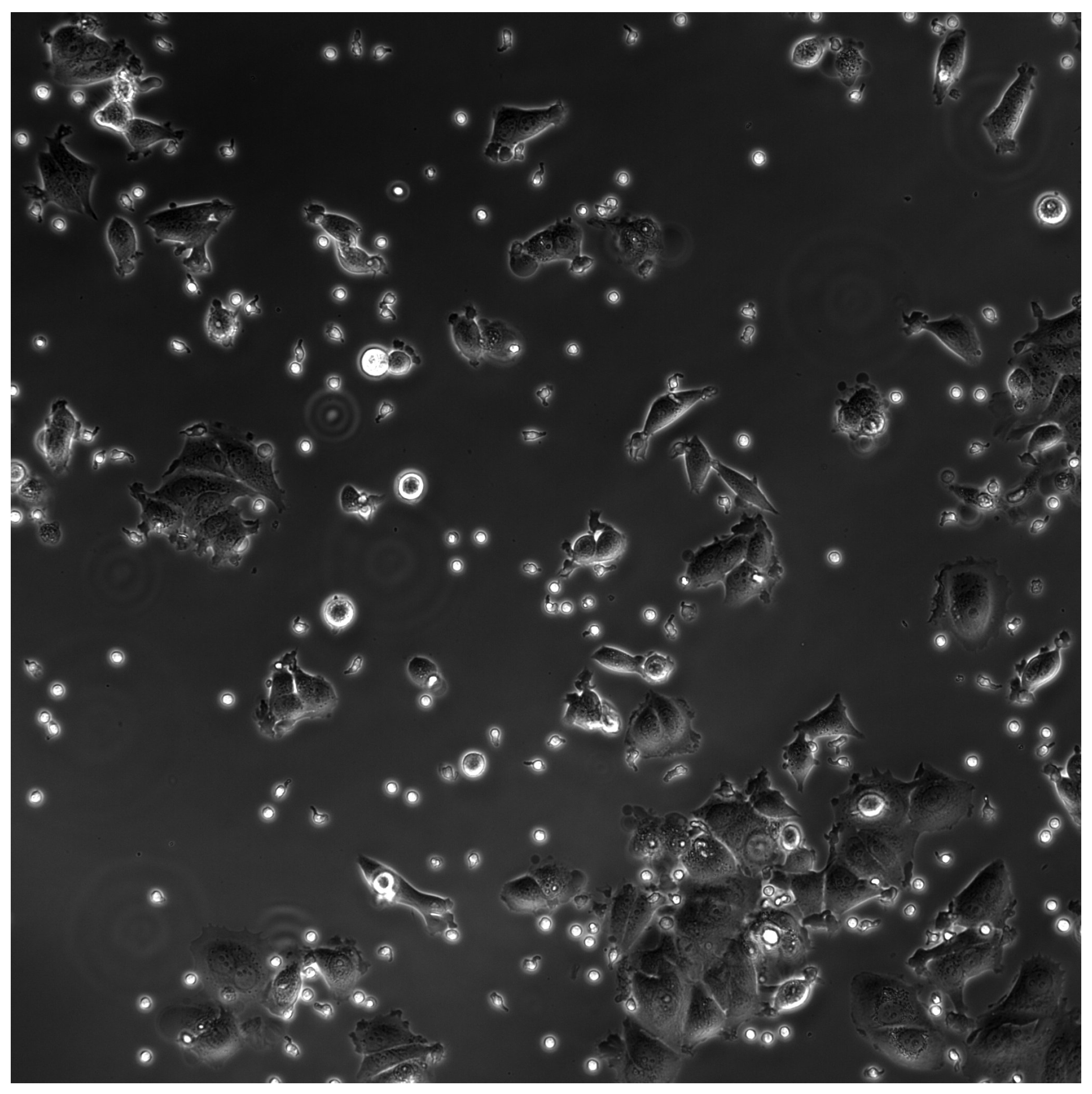 Bioengineering 11 00540 g002