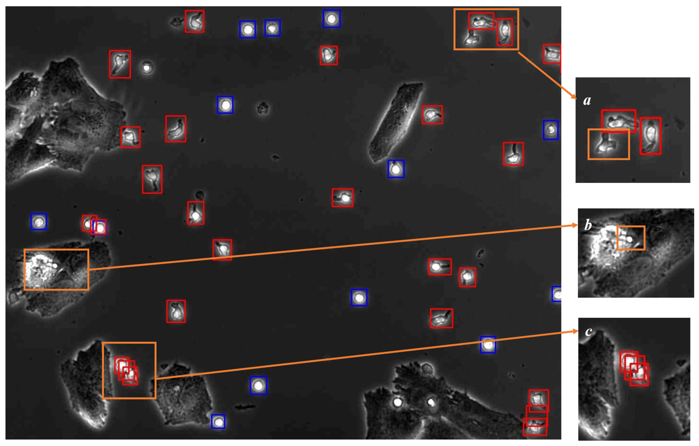 Bioengineering 11 00540 g003