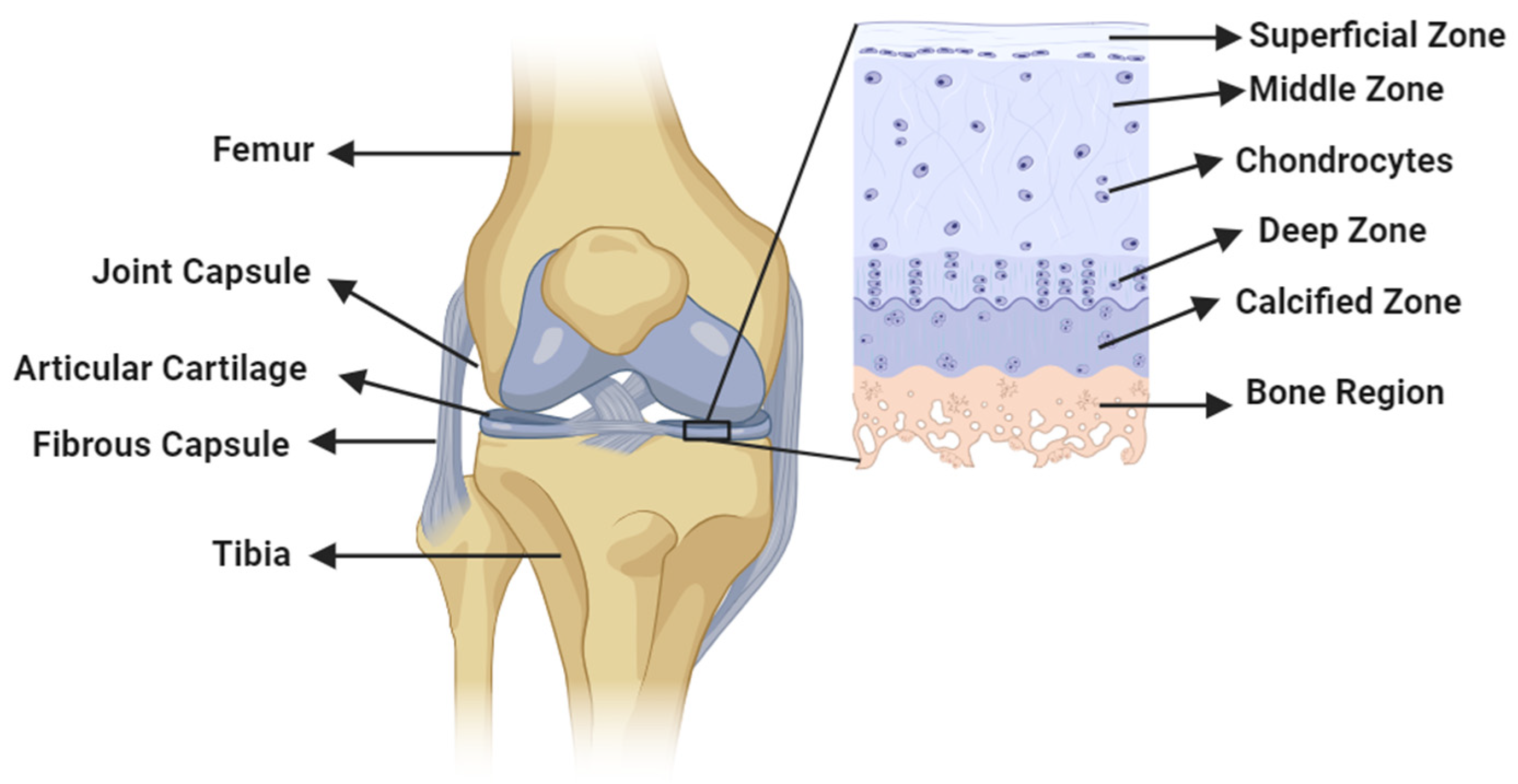 Bioengineering 11 00541 g001