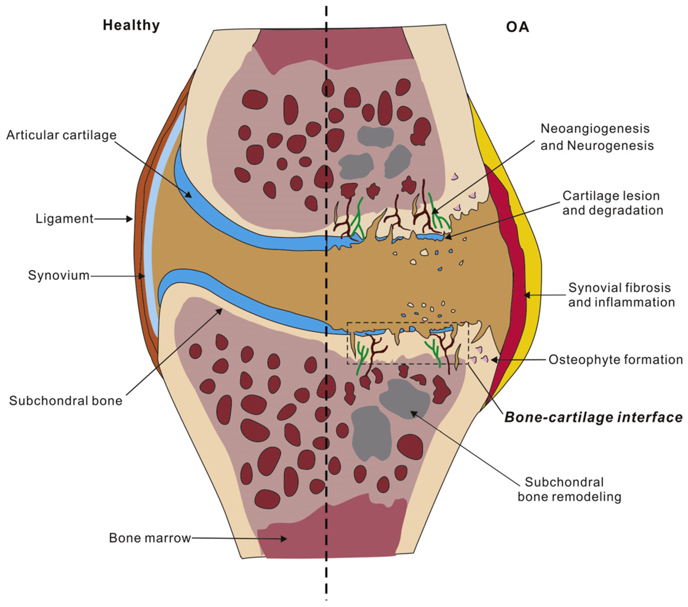 Bioengineering 11 00541 g002