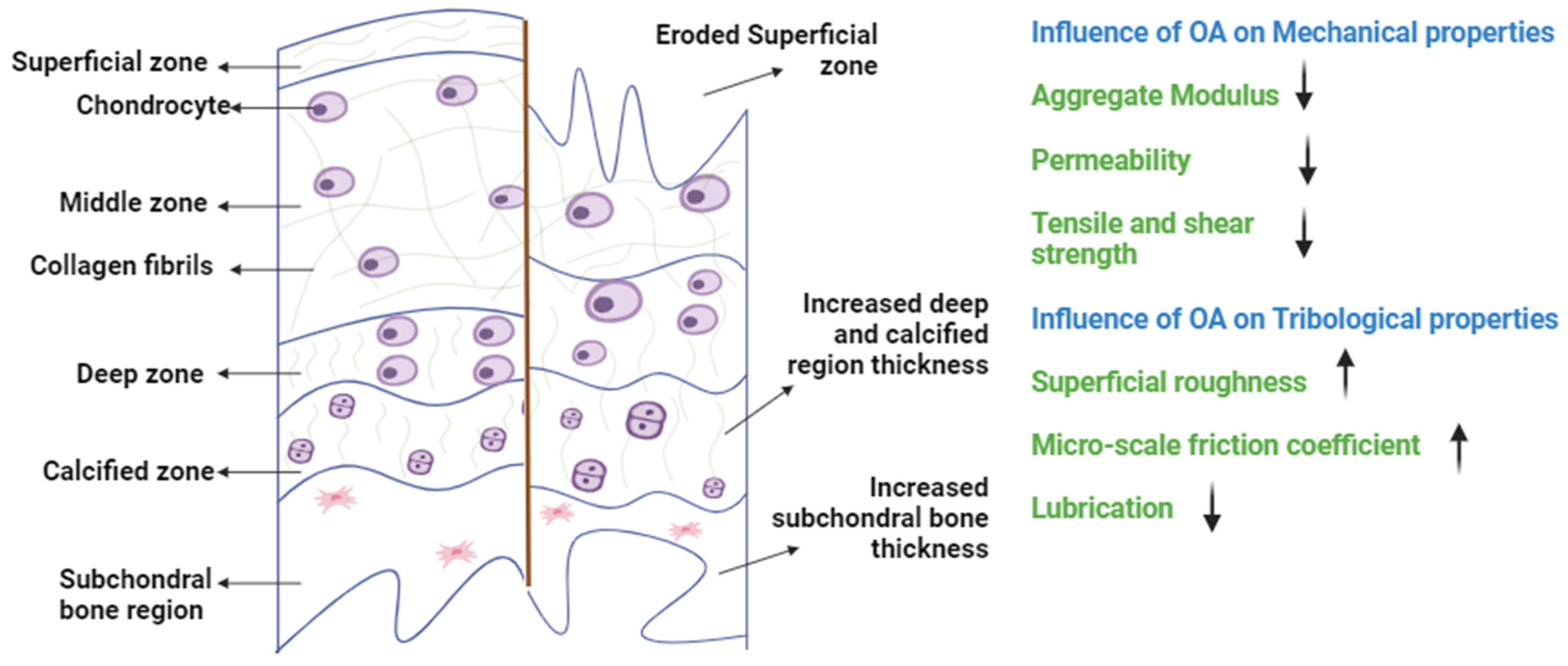 Bioengineering 11 00541 g003