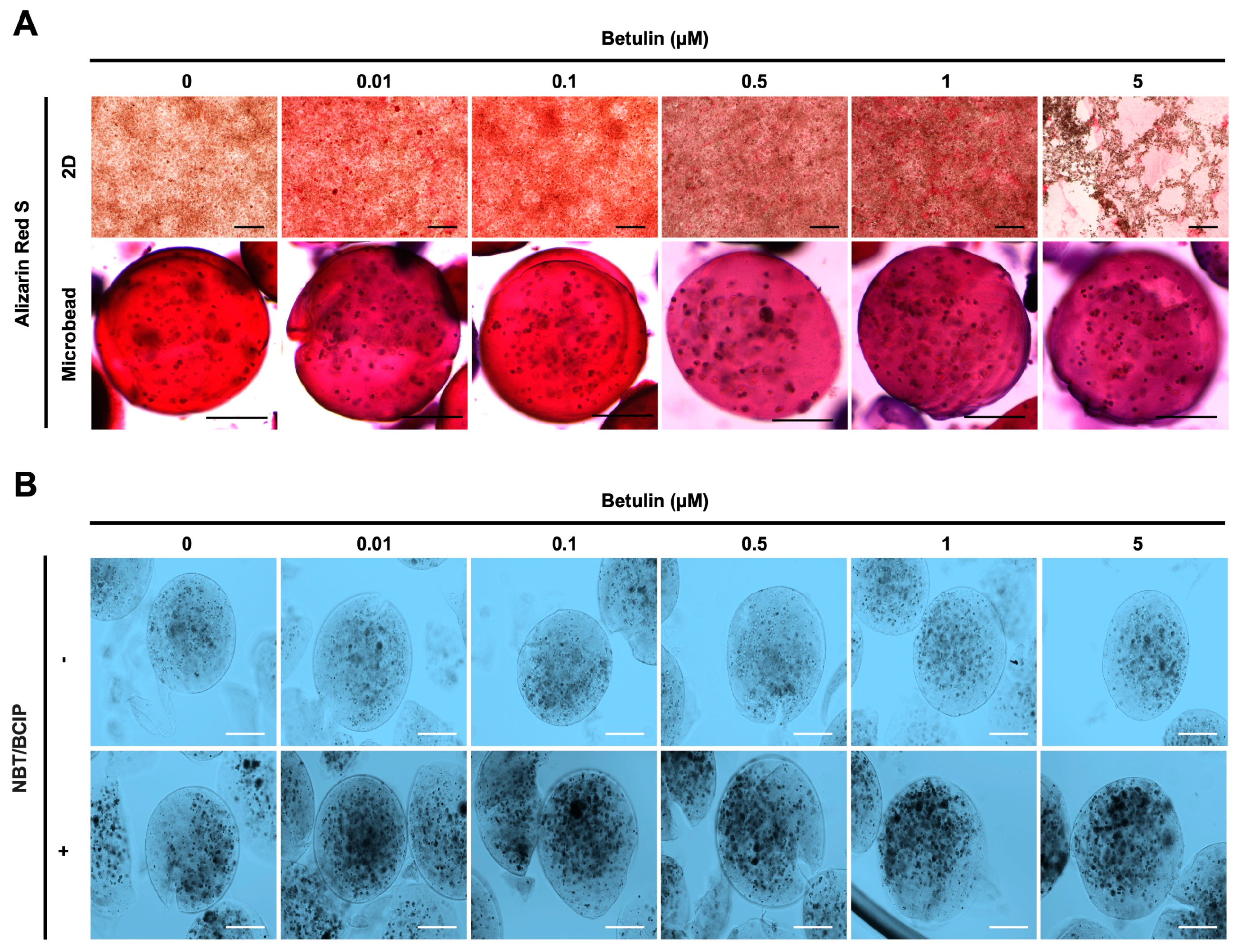 Bioengineering 11 00553 g005