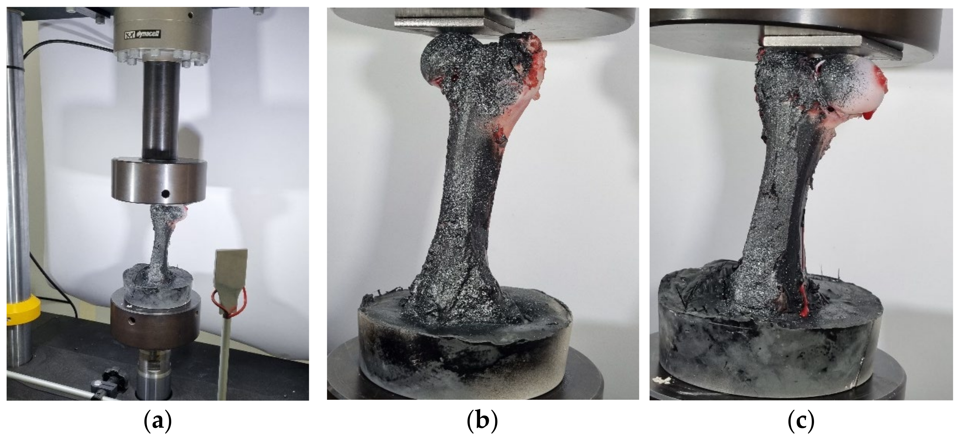 Bioengineering 11 00572 g004