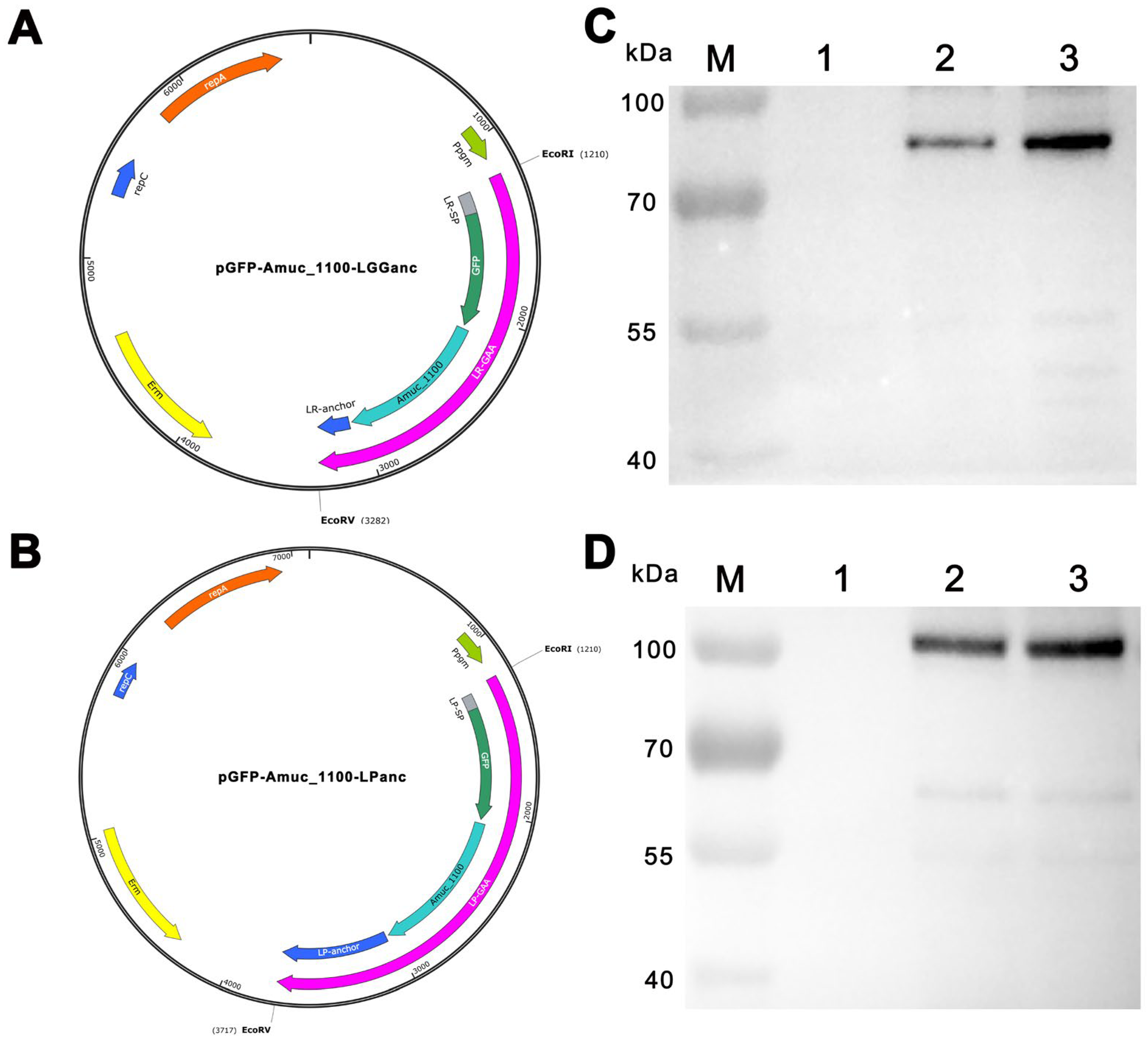 Bioengineering 11 00574 g001