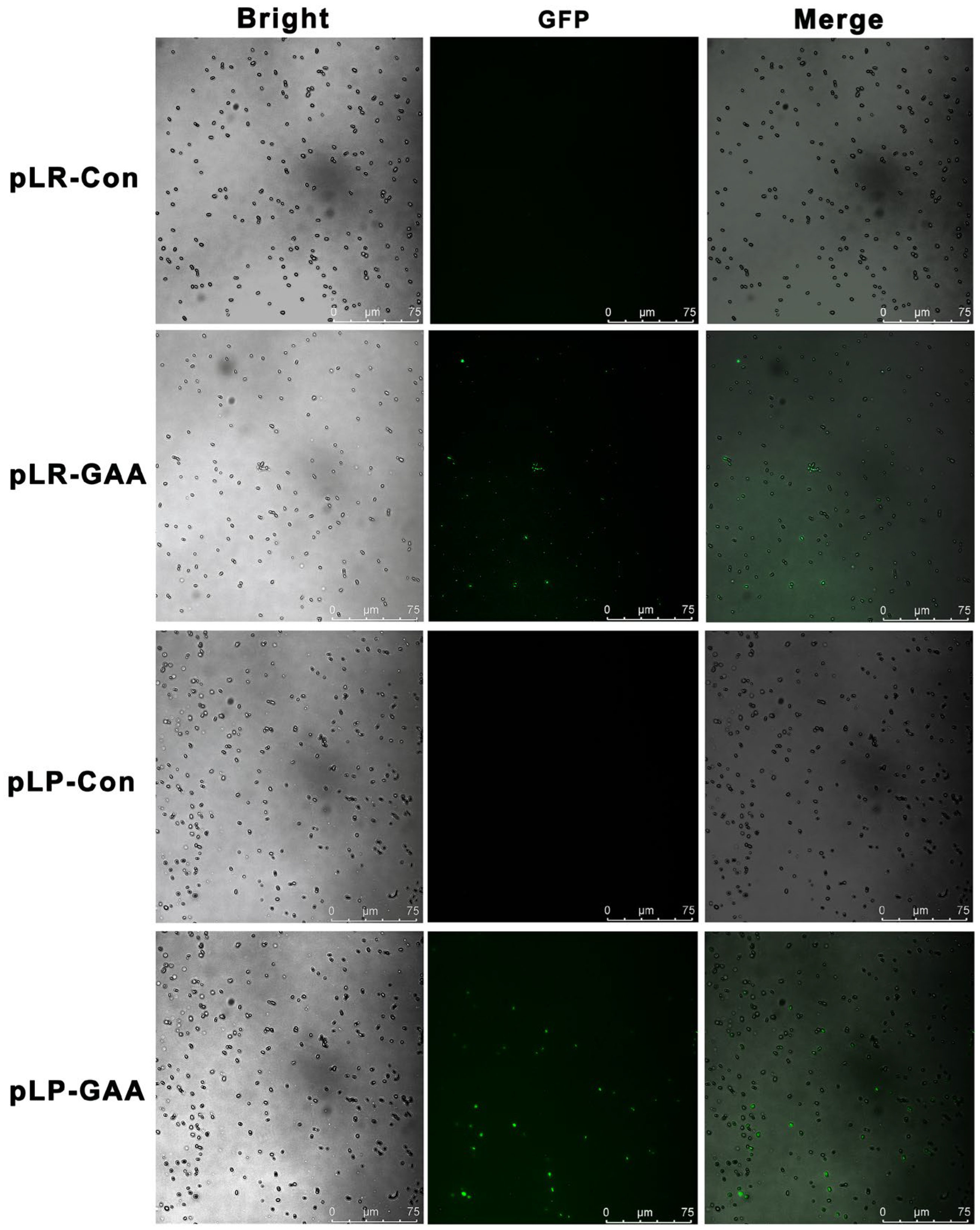 Bioengineering 11 00574 g002