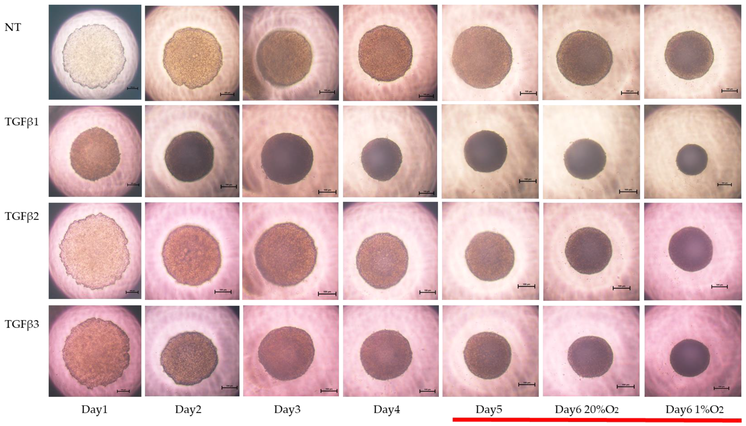 Bioengineering 11 00581 g003