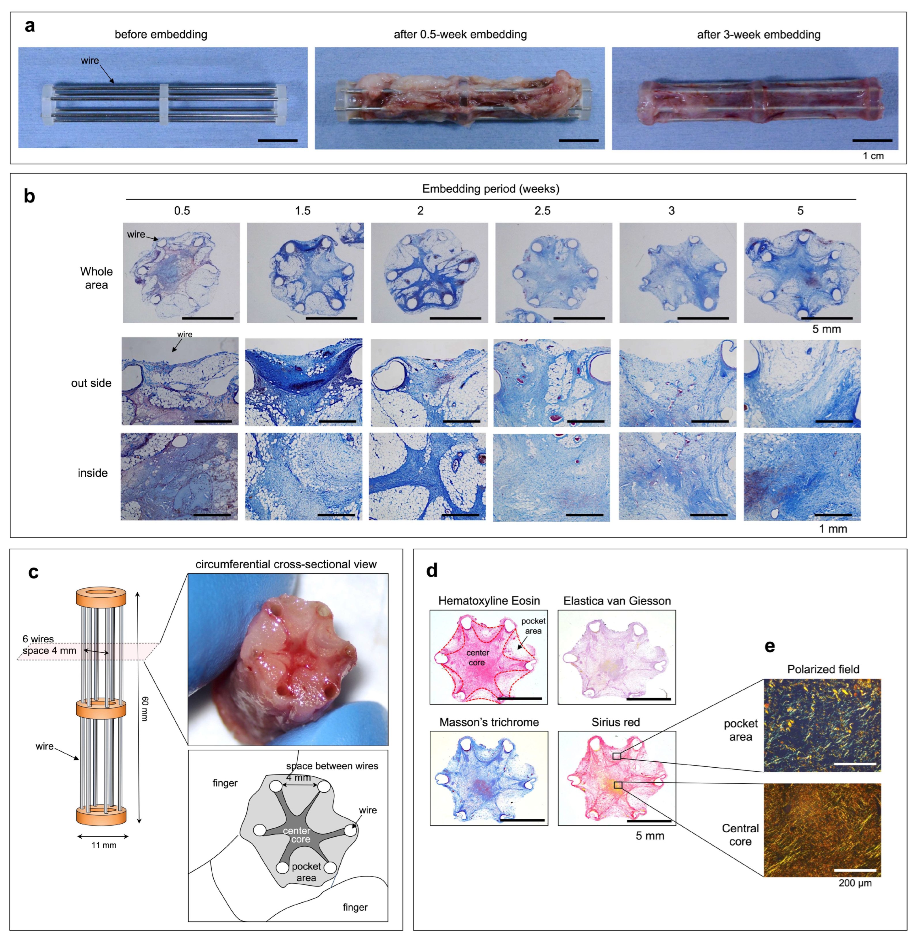 Bioengineering 11 00585 g001