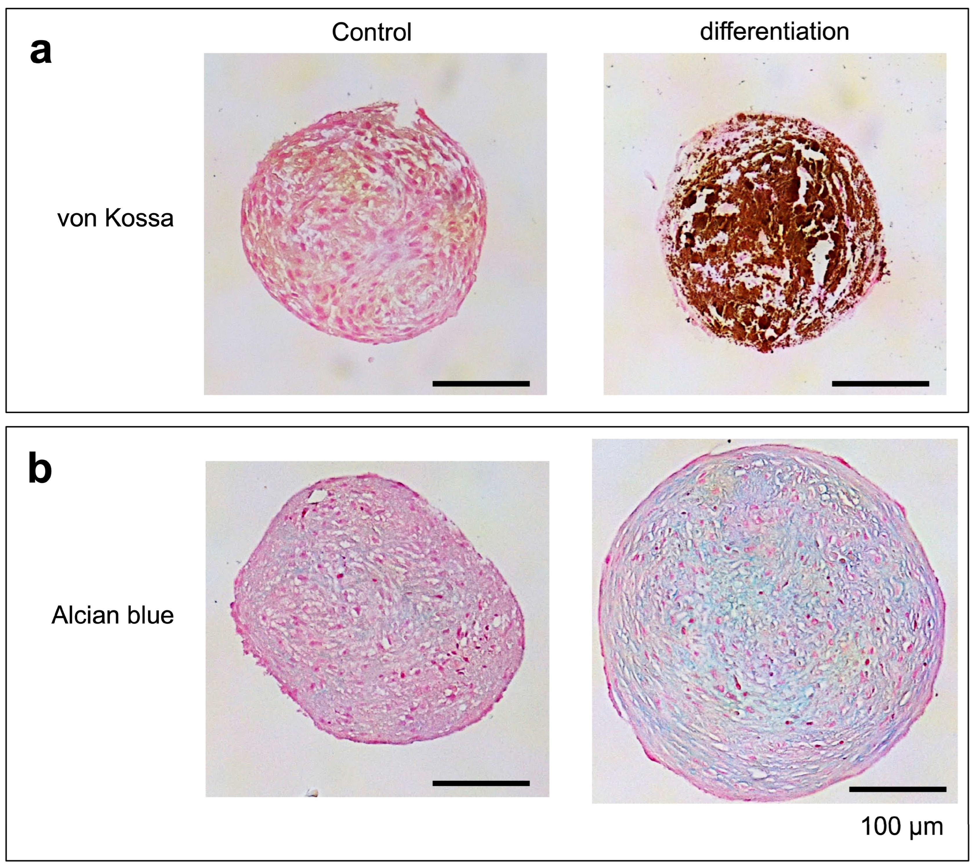 Bioengineering 11 00585 g005