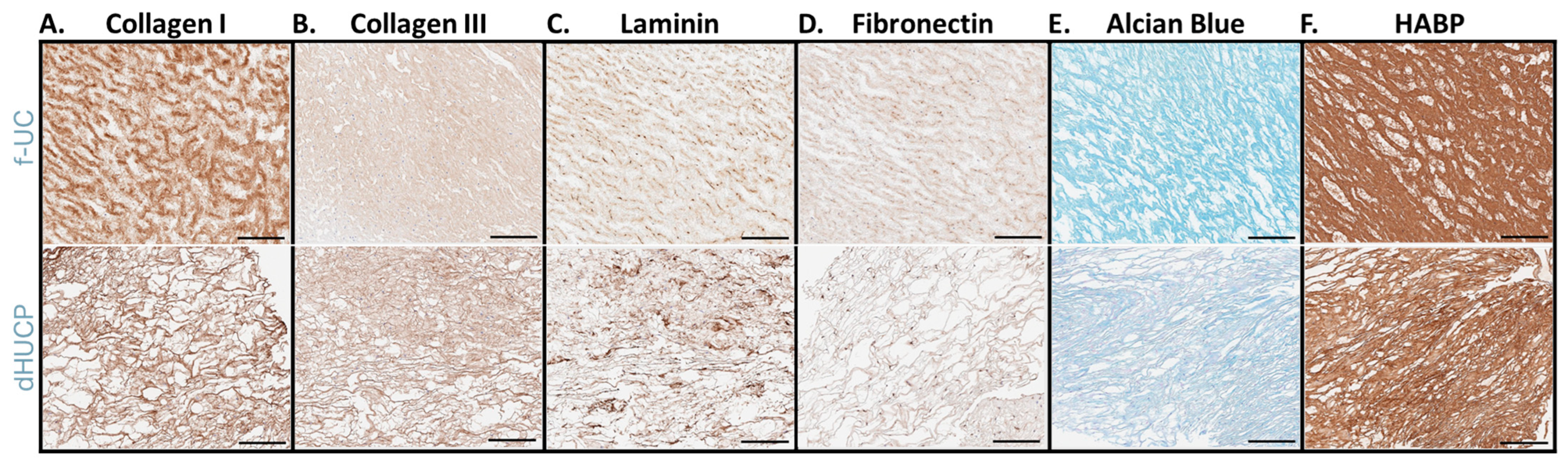 Bioengineering 11 00588 g001 Bioengineering 11 00588 g001