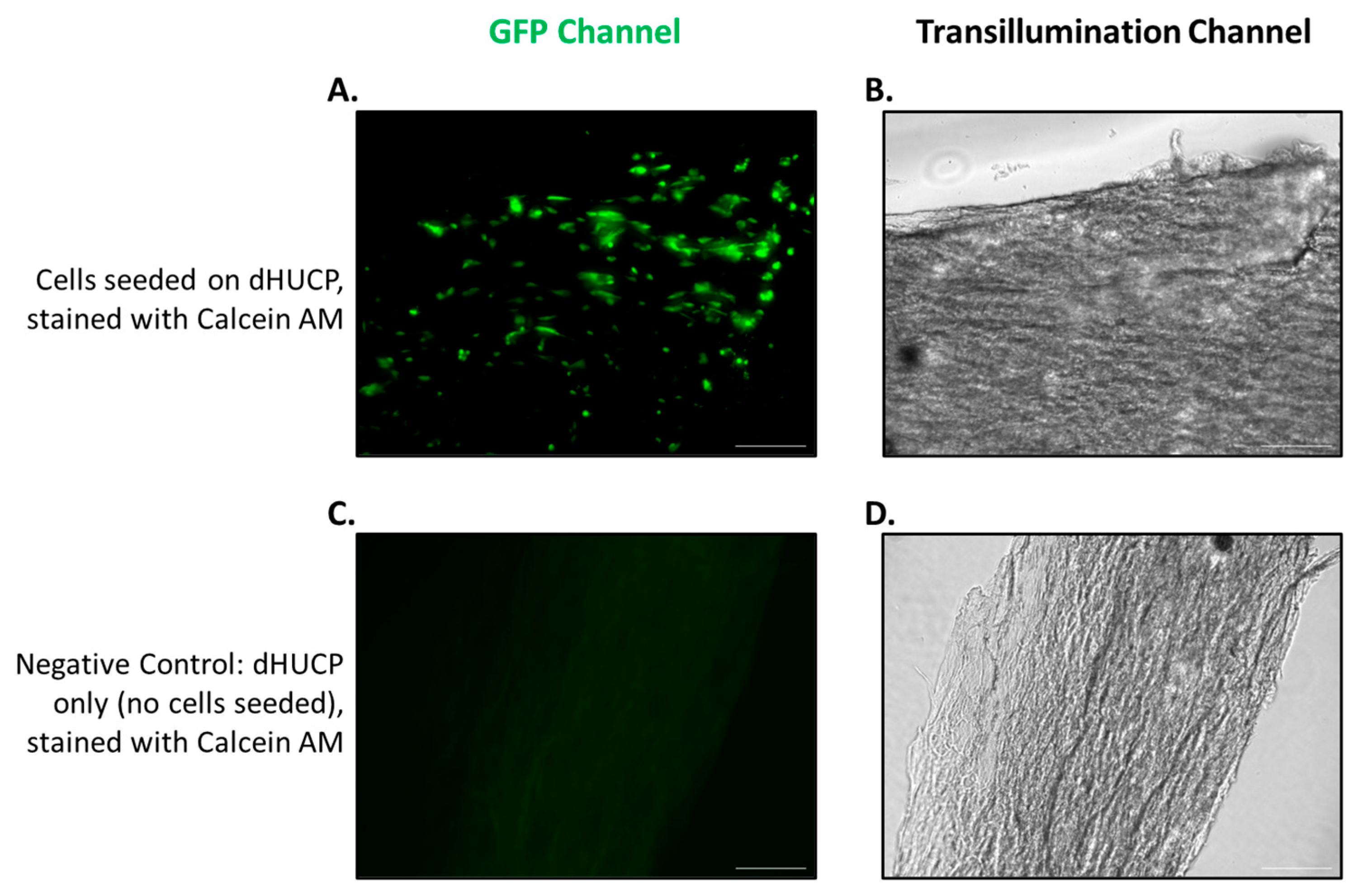 Bioengineering 11 00588 g0a1 Bioengineering 11 00588 g0a1