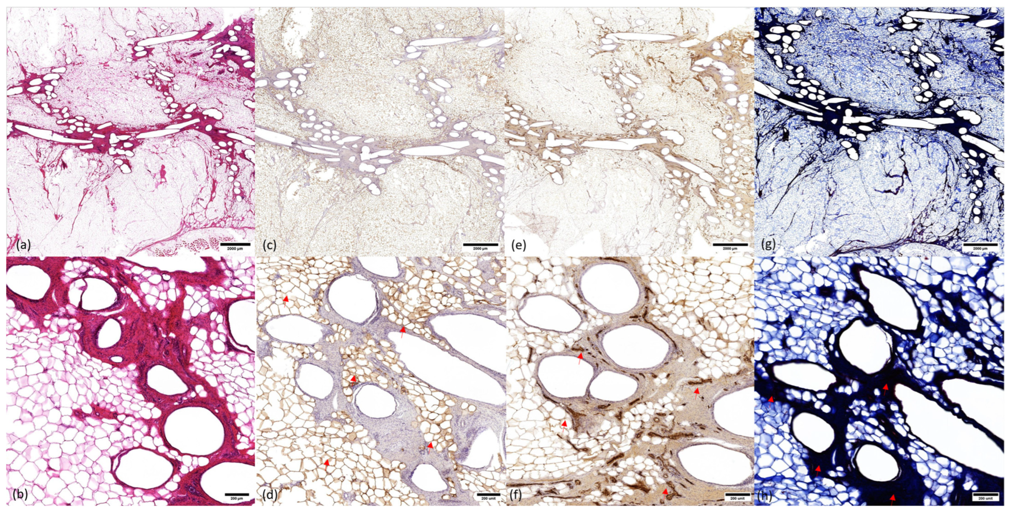 Bioengineering 11 00593 g006
