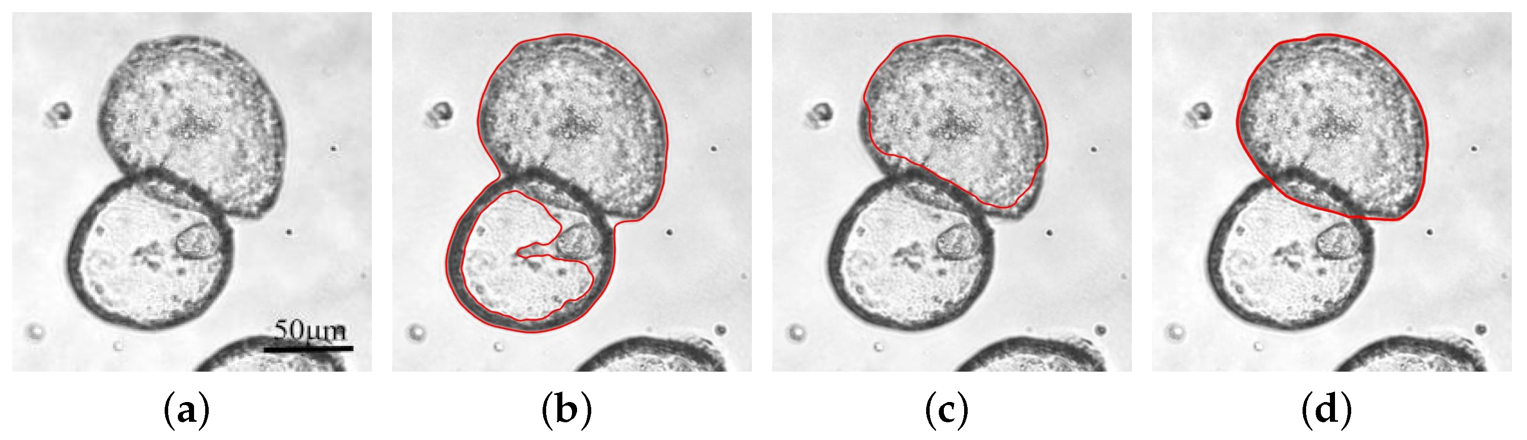 Bioengineering 11 00601 g001