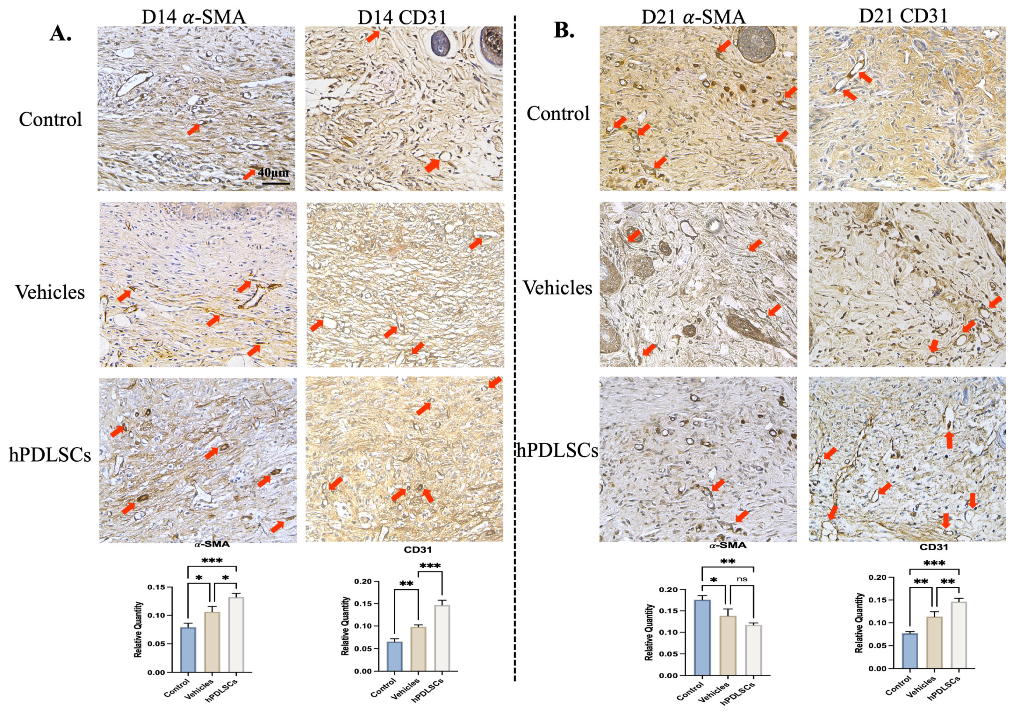 Bioengineering 11 00602 g005