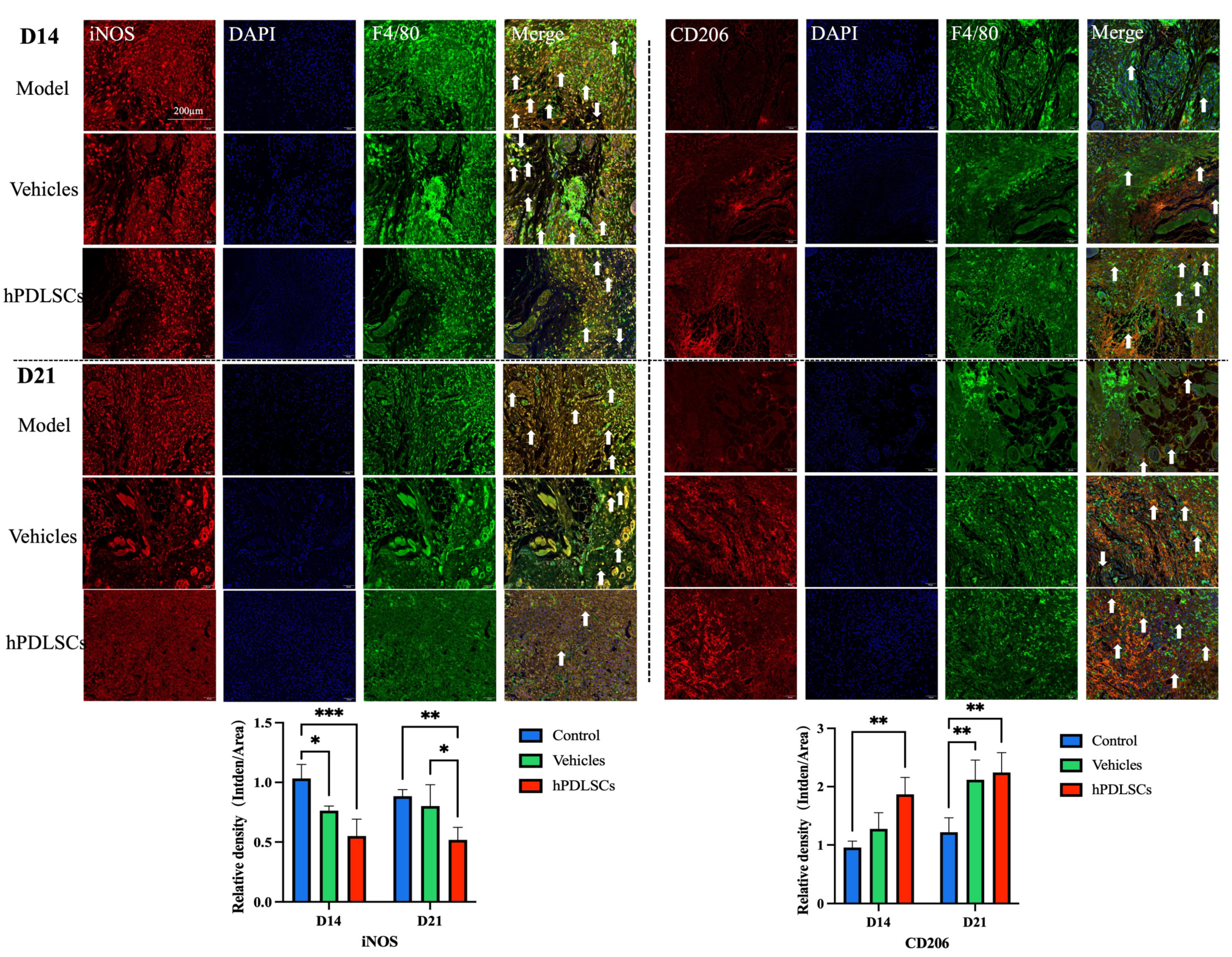 Bioengineering 11 00602 g006