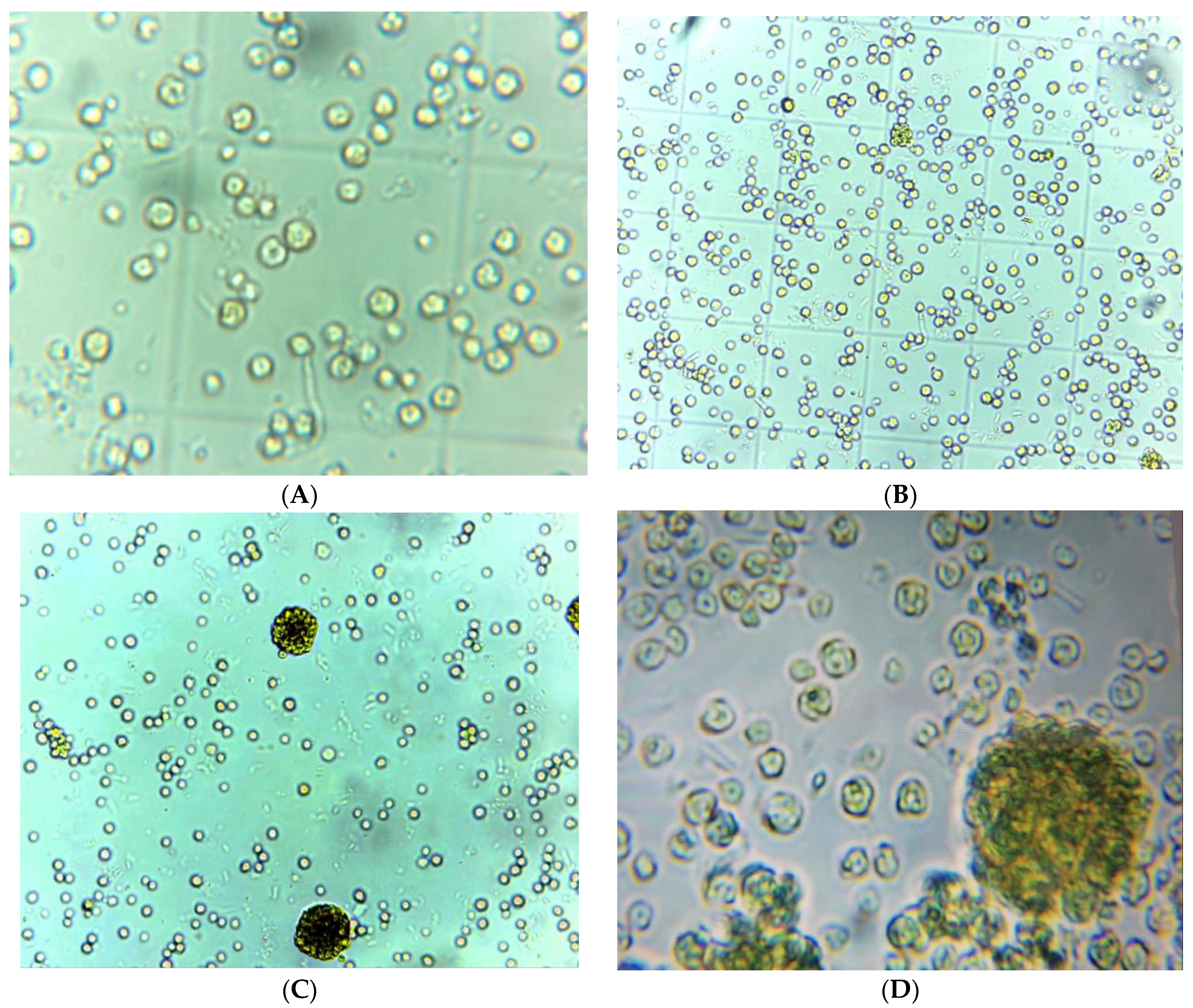 Bioengineering 11 00623 g003