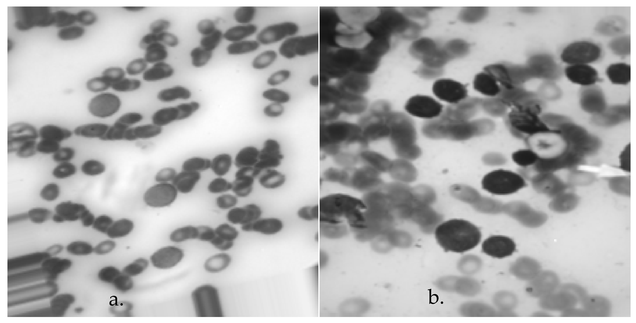 Bioengineering 11 00644 g004