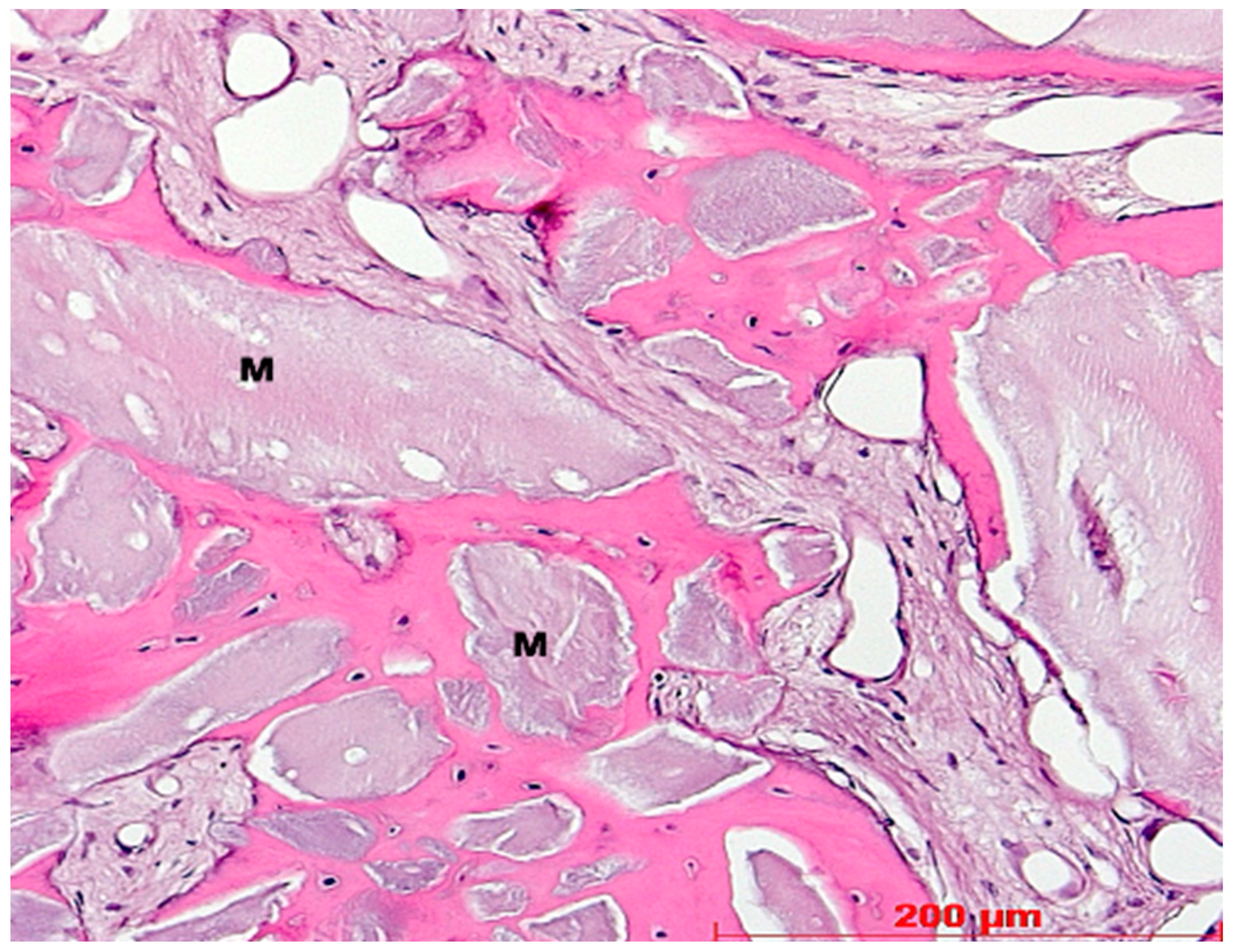 Bioengineering 11 00665 g009