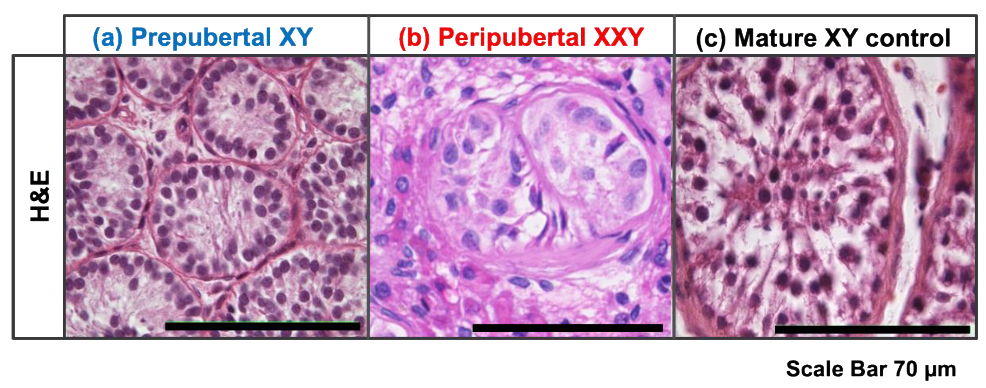 Bioengineering 11 00677 g001