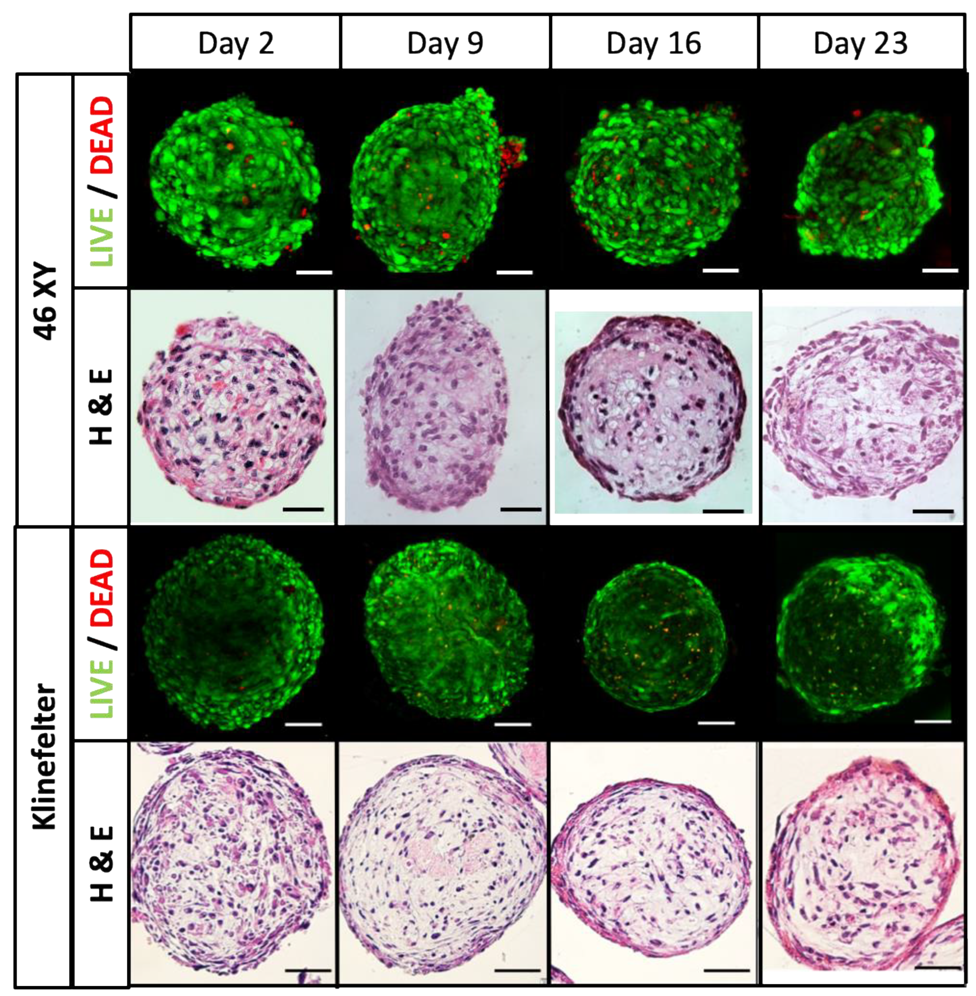 Bioengineering 11 00677 g006