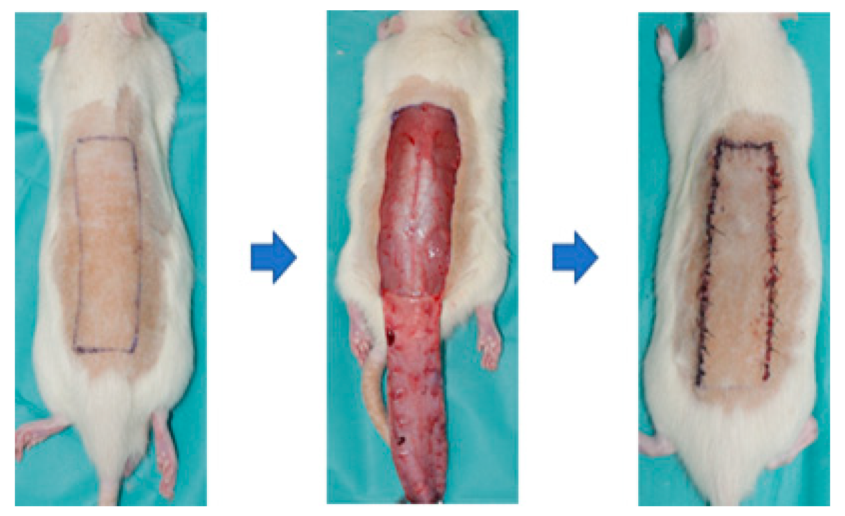 Bioengineering 11 00688 g002