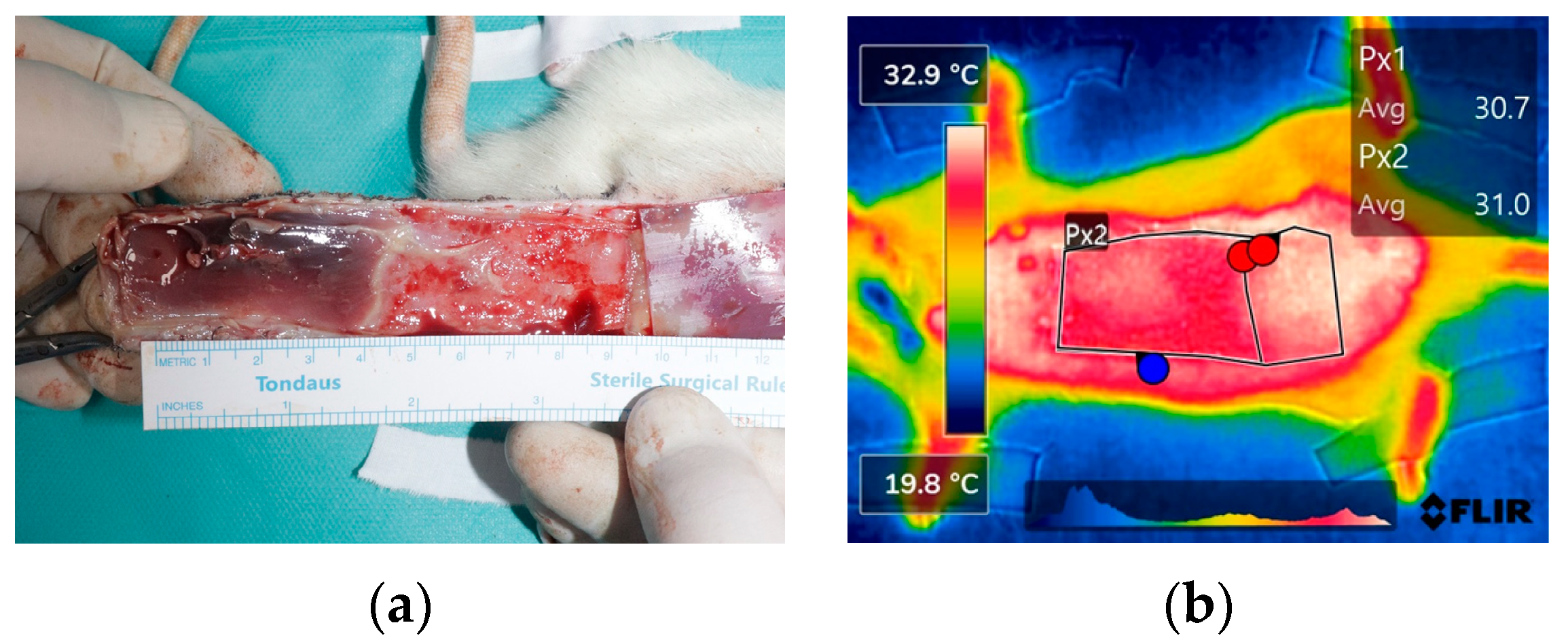 Bioengineering 11 00688 g004