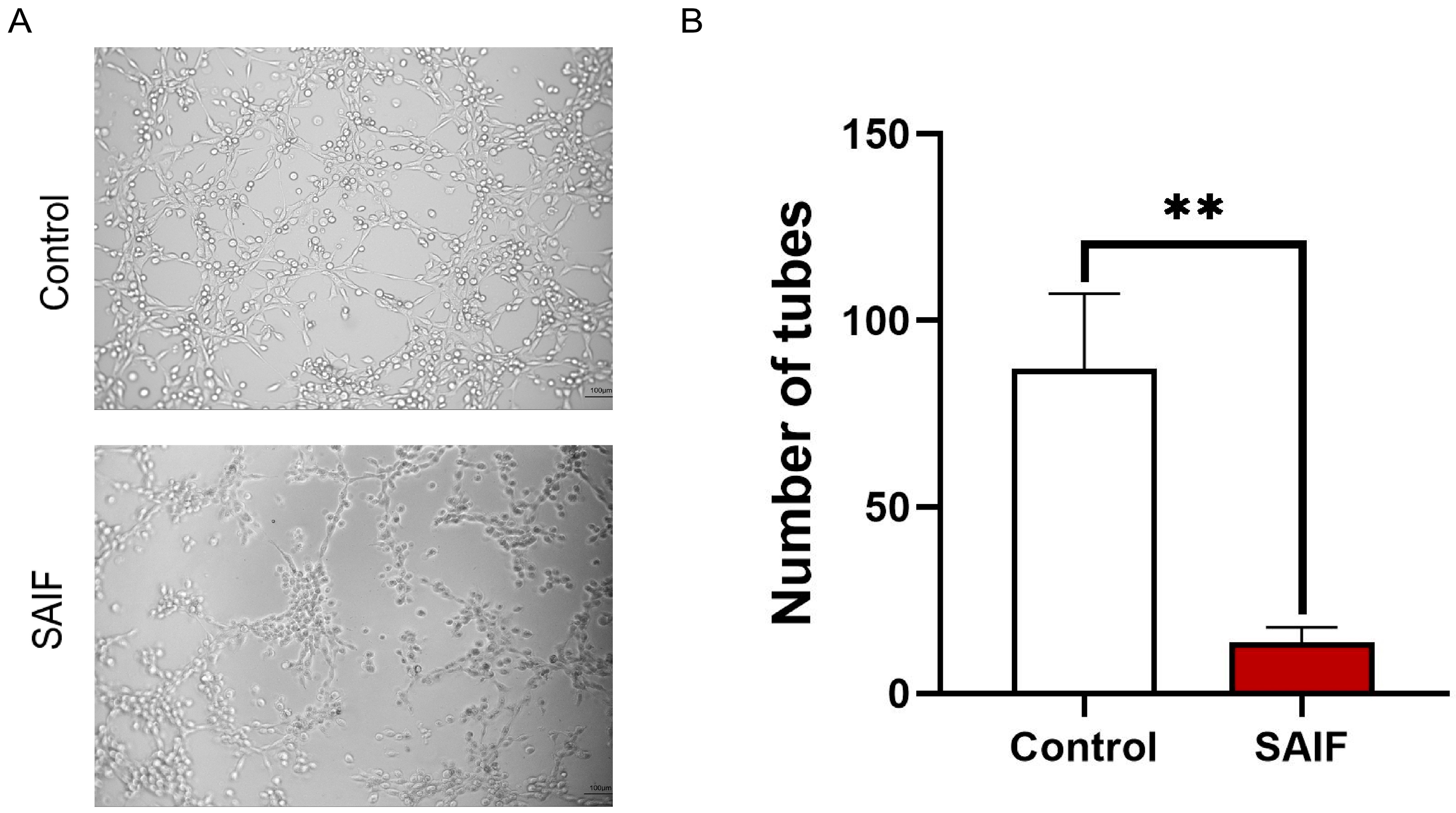 Bioengineering 11 00693 g002
