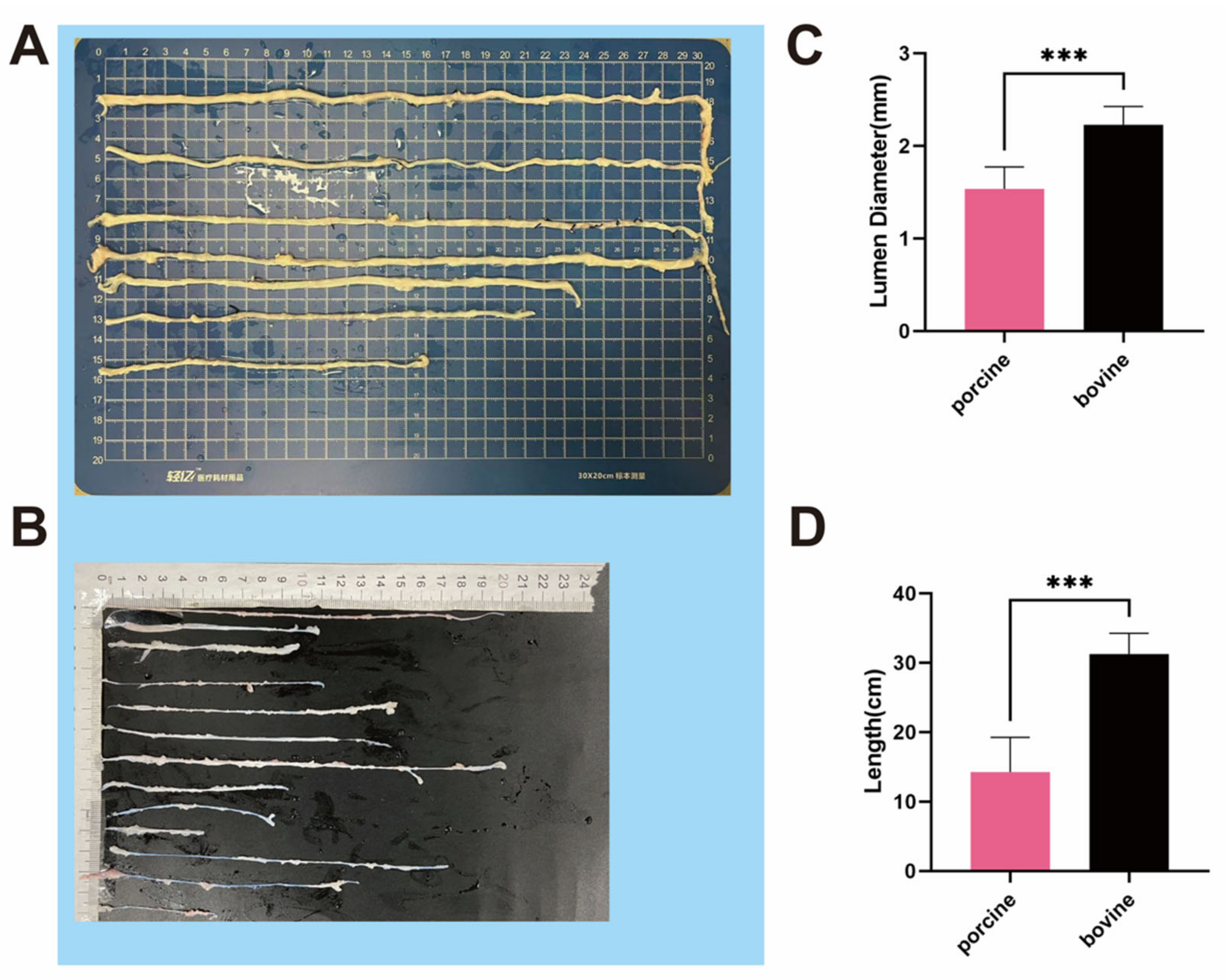 Bioengineering 11 00700 g001 Bioengineering 11 00700 g001